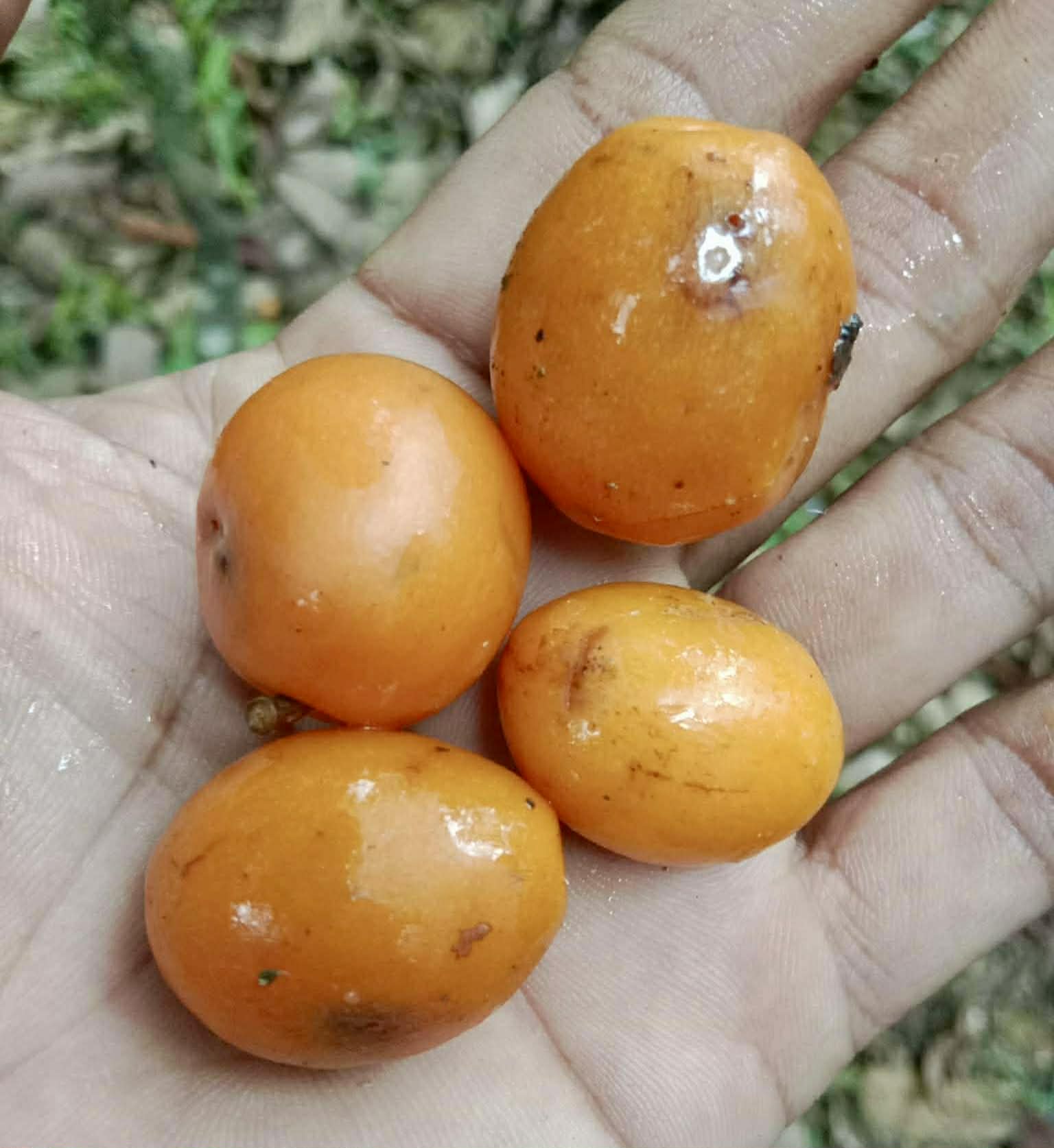 Kundong (Garcinia parvifolia) - 1 fresh seed / 1 frischer Samen