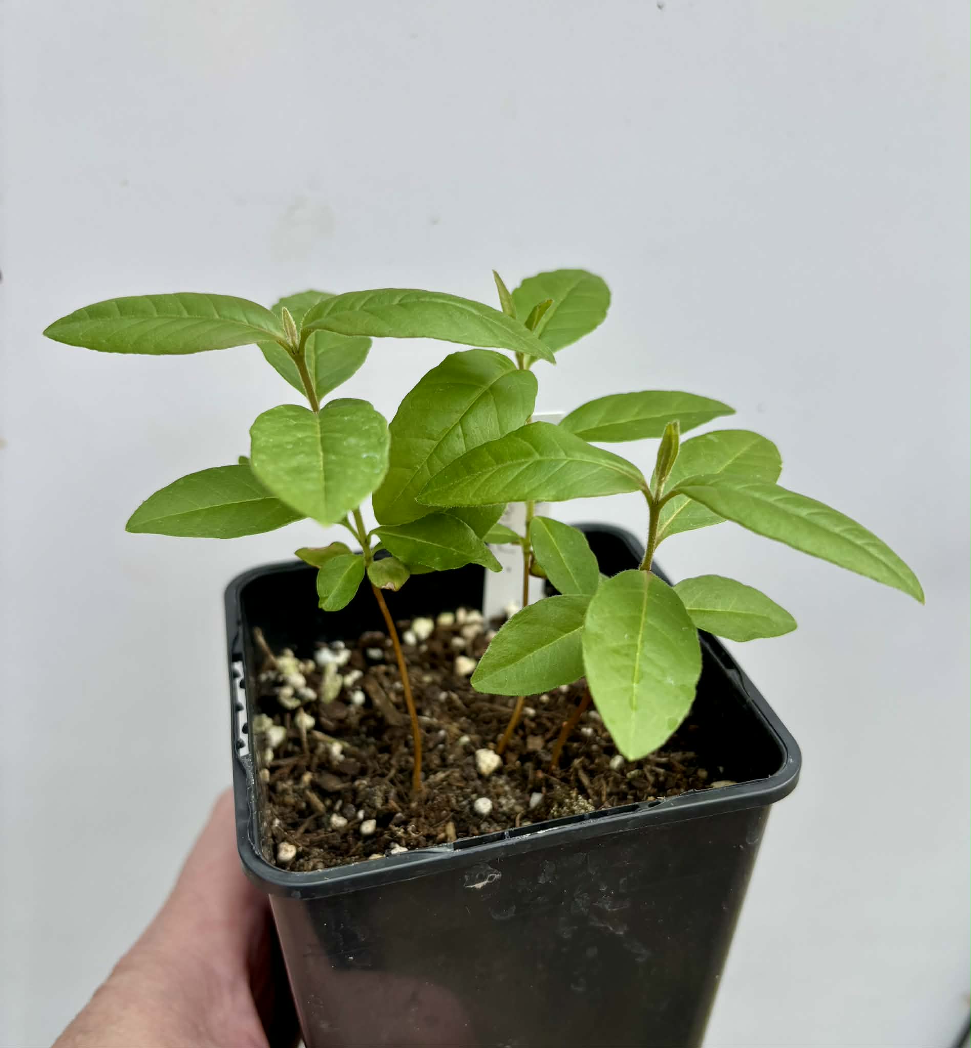 3 in 1 pot - Araca roxo (Psidium rufum)  - 3 seedlings in one pot / 3 Sämlinge in einem Topf