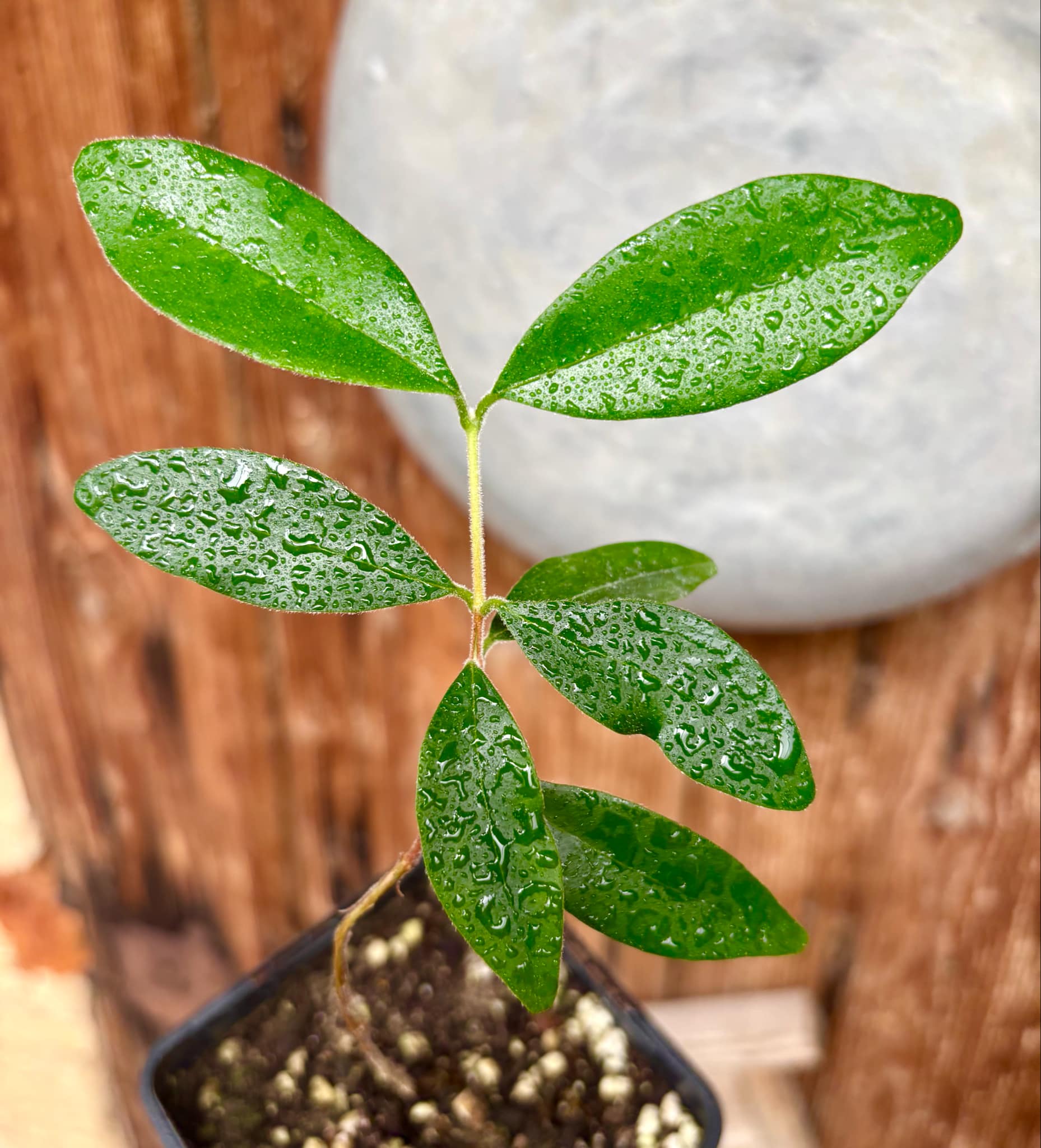 Eugenia caipora BIG - 1 potted plant / 1 getopfte Pflanze Eugenia caipora BIG - 1 potted plant / 1 getopfte Pflanze
