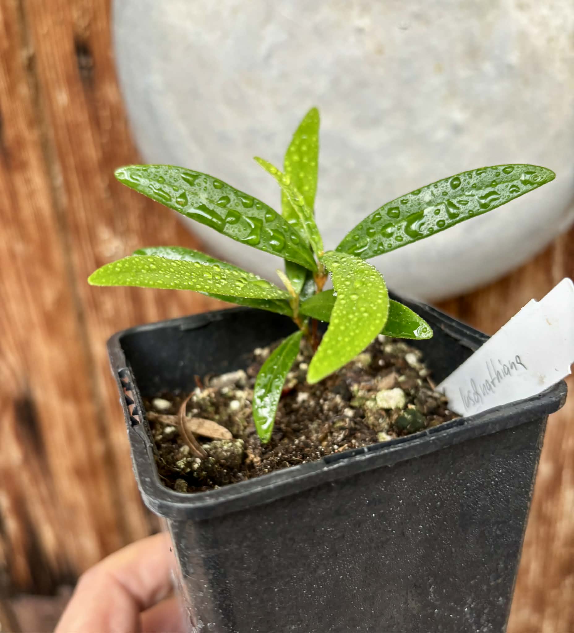 Myrcia luschnathiana -  1 potted seedling / 1 getopfter Sämling