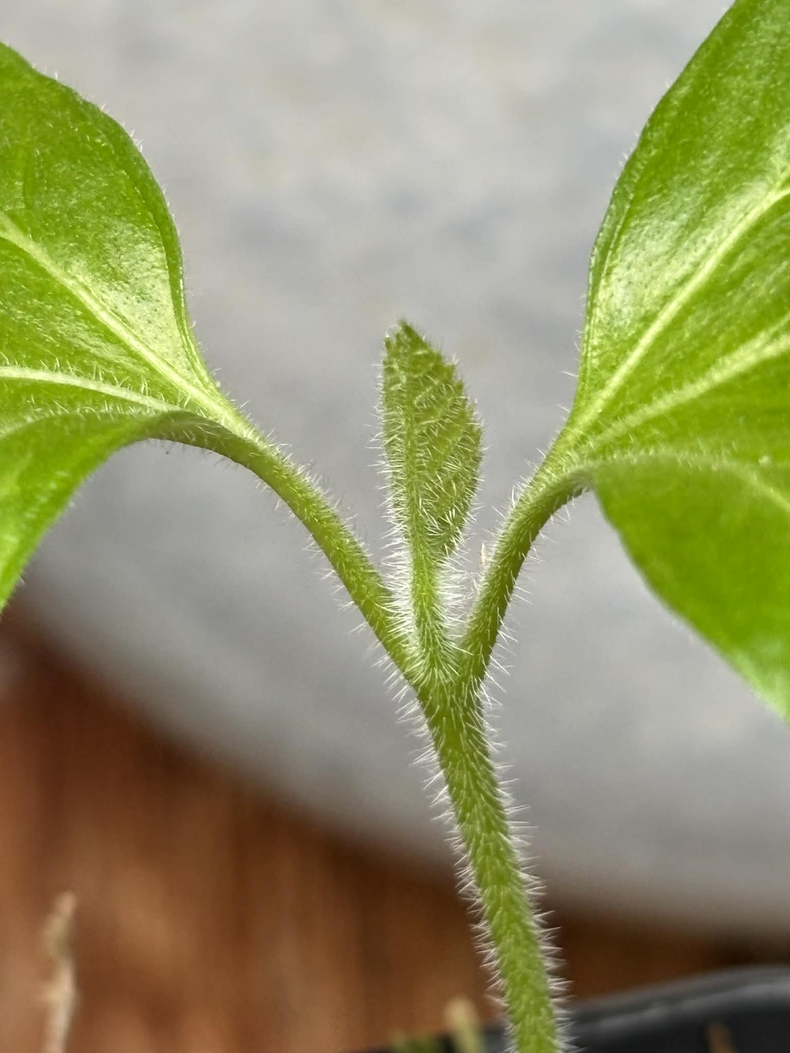 Zirikote (Cordia dodecandra) - 1 potted seedling / 1 getopfter Sämling