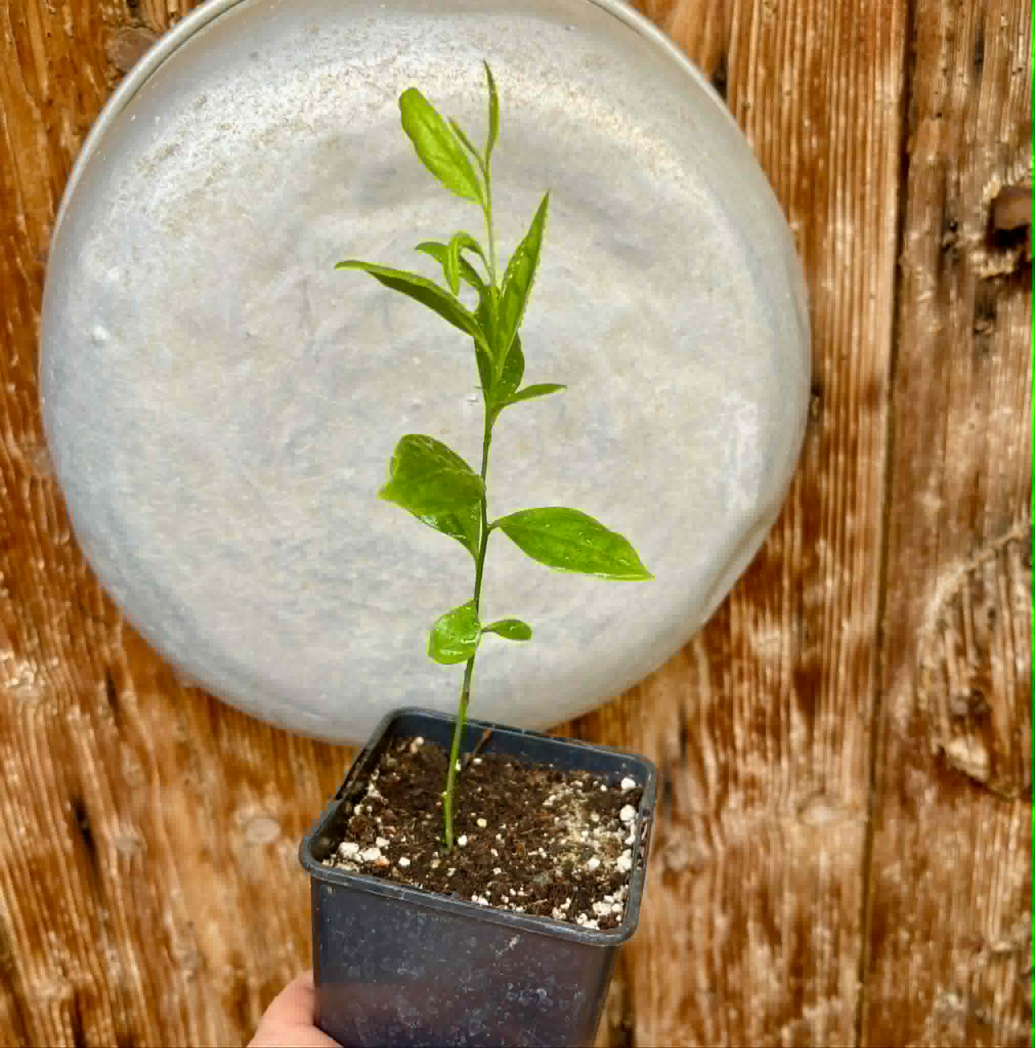 Ximenia americana - Ameixa da Caatinga - 1 potted seedling / 1 getopfter Sämling
