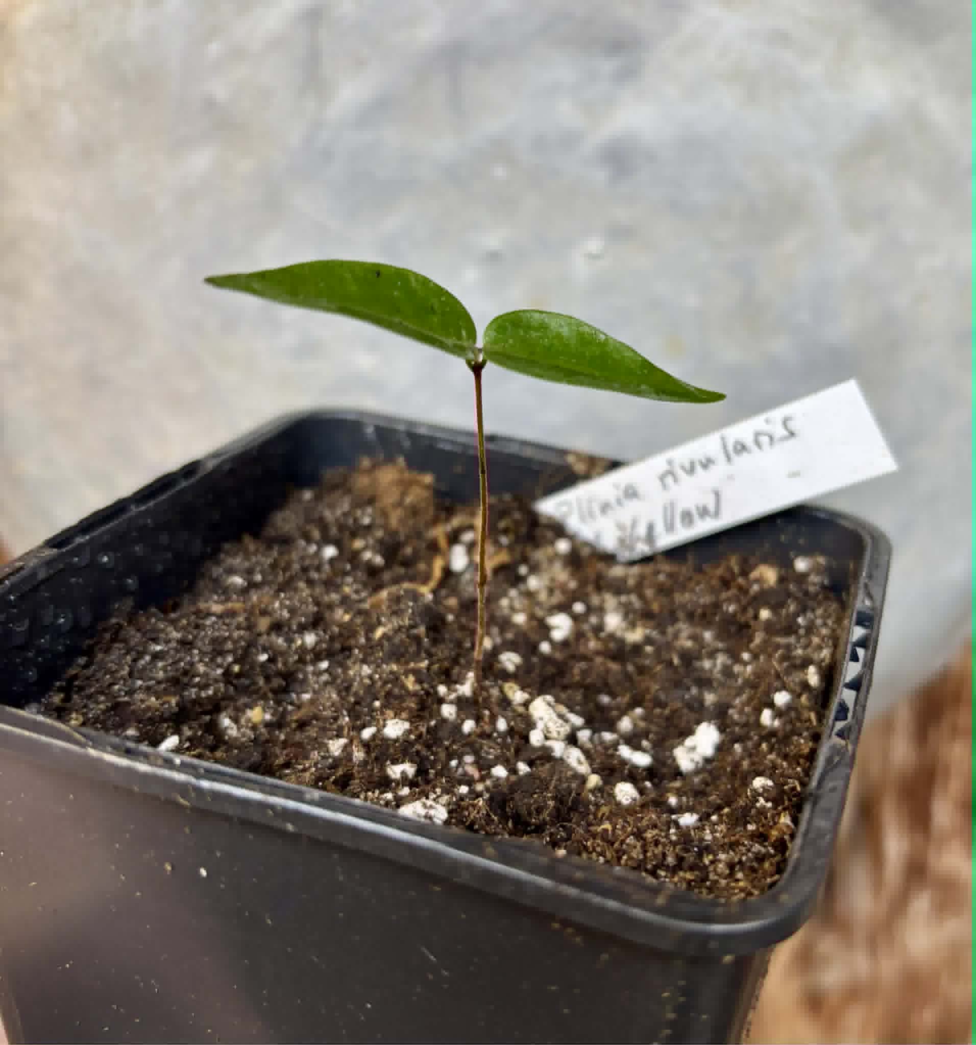 Yellow Guaburiti (Plinia rivularis var. flava) - 1 potted seedling / 1 getopfter Sämling
