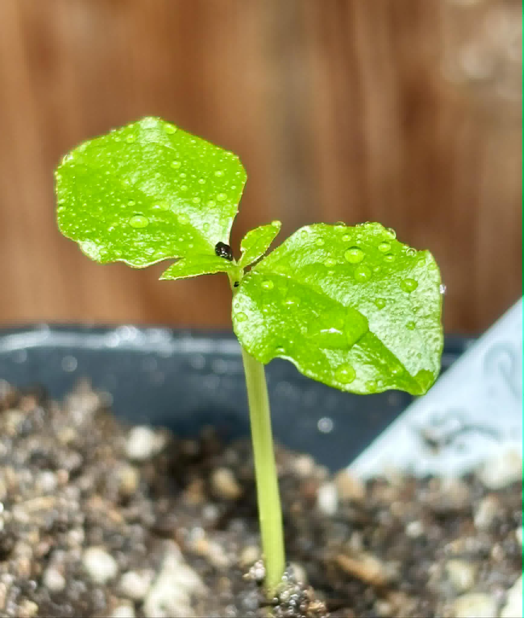 Psidium sp Pingo Roxo - 1 potted seedling / 1 getopfter Sämling