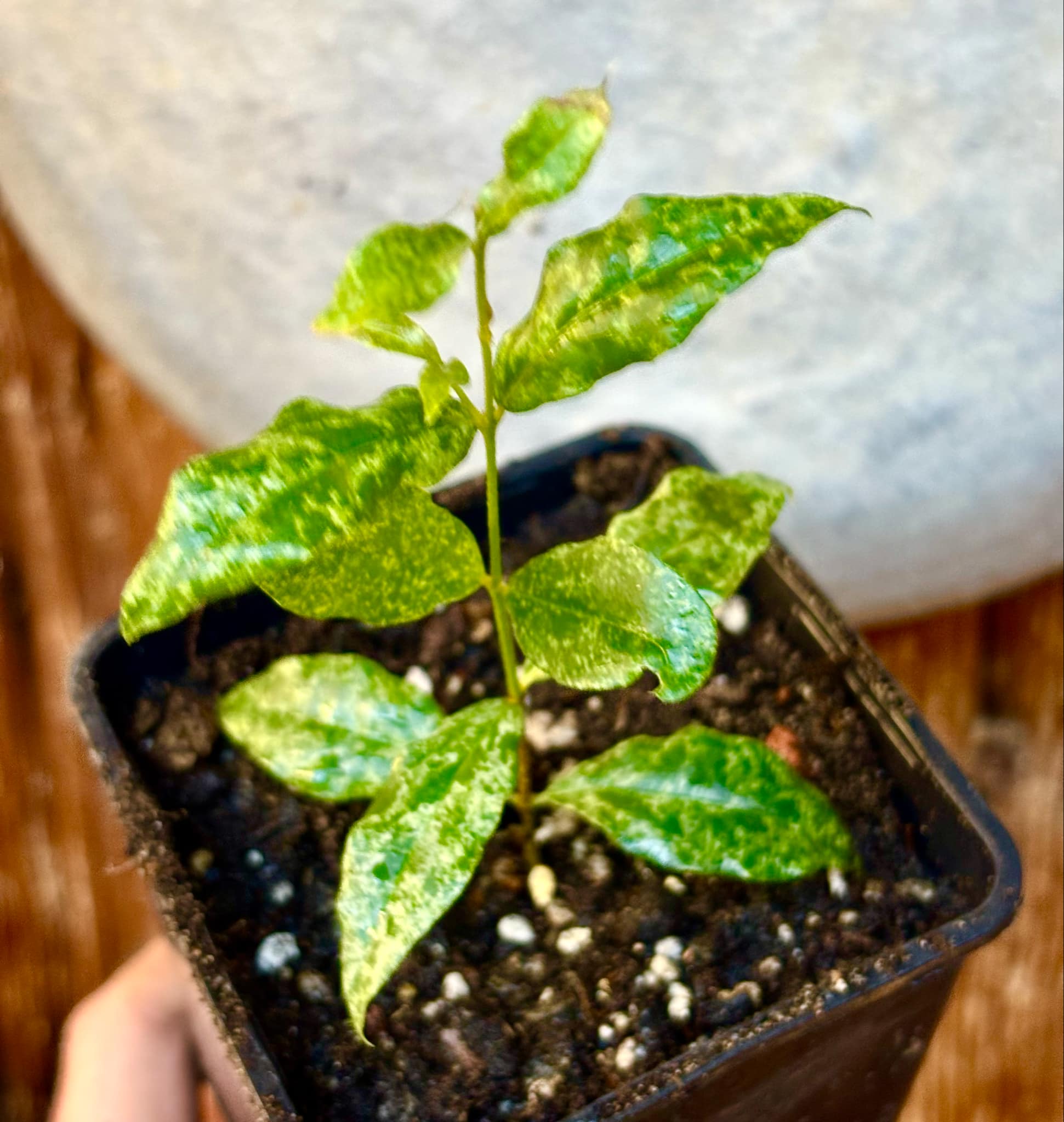 variegated Acerola (Malpighia glabra) rooted cutting - 1 potted rooted cutting / 1 getopfter, bewurzelter Steckling