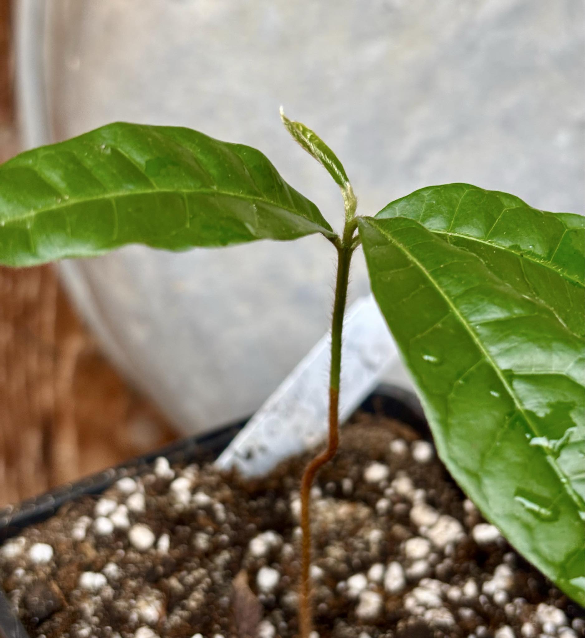 Goiapeba - Chrysophyllum sp Sao Joao - 1 potted seedling / 1 getopfter Sämling