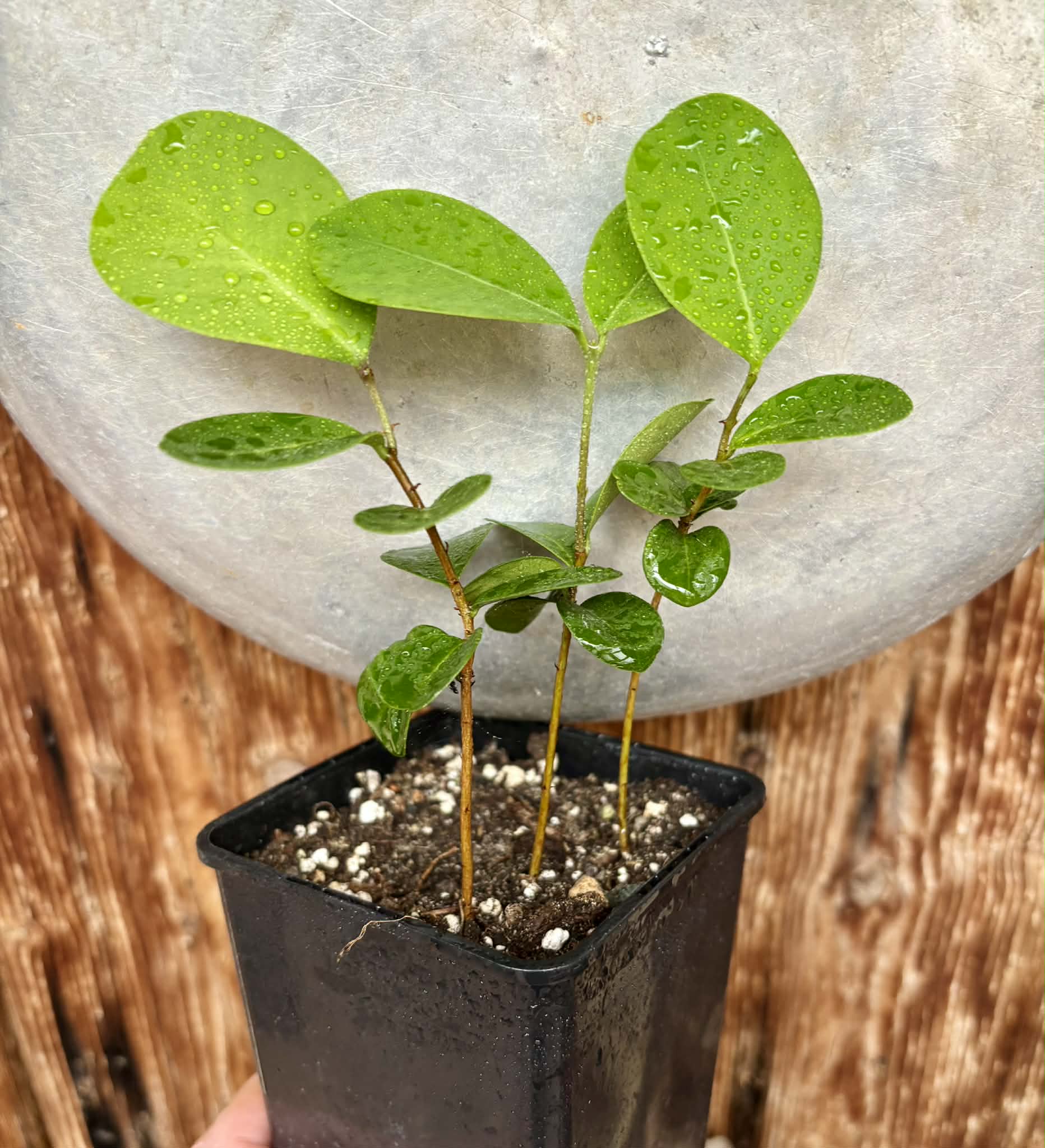 3 in 1 pot - Eugenia umbelliflora -  3 seedlings in one pot / 3 Sämlinge in einem Topf