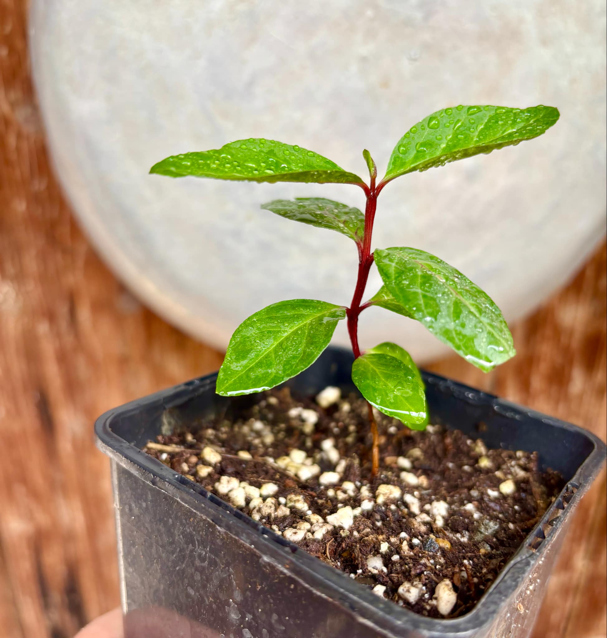 Psidium guajava - Red Malaysian Guava  - 1 small potted plant / 1 kleine, getopfte Pflanze