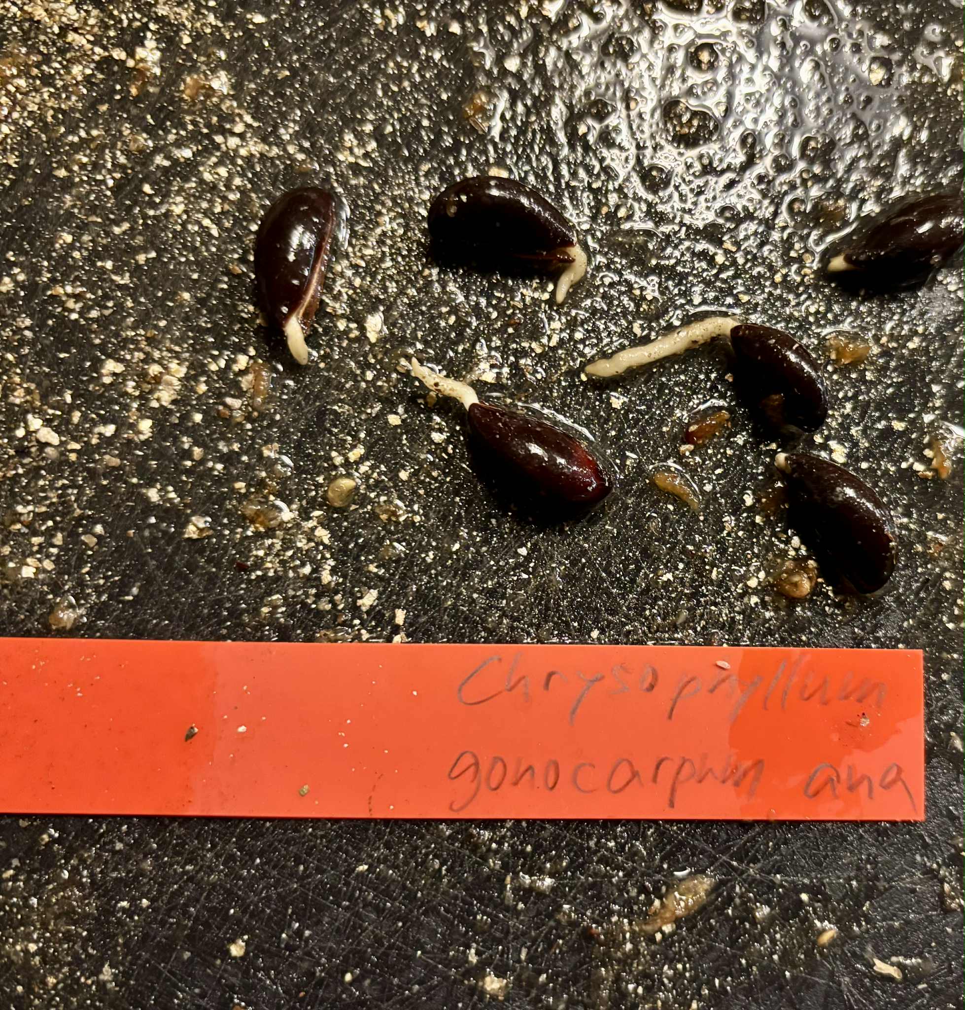 Chrysophyllum gonocarpum var. Ana Floresta seca  -  1 germinated seed / 1 gekeimter Samen