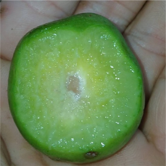 Pre Order - Umbu (Spondias tuberosa) -  1 fresh seed / 1 frischer Samen