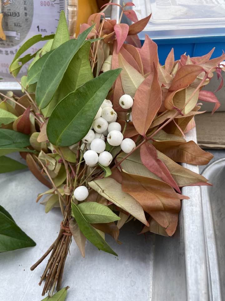Syzygium gratum - 1 fresh seed / 1 frischer Samen
