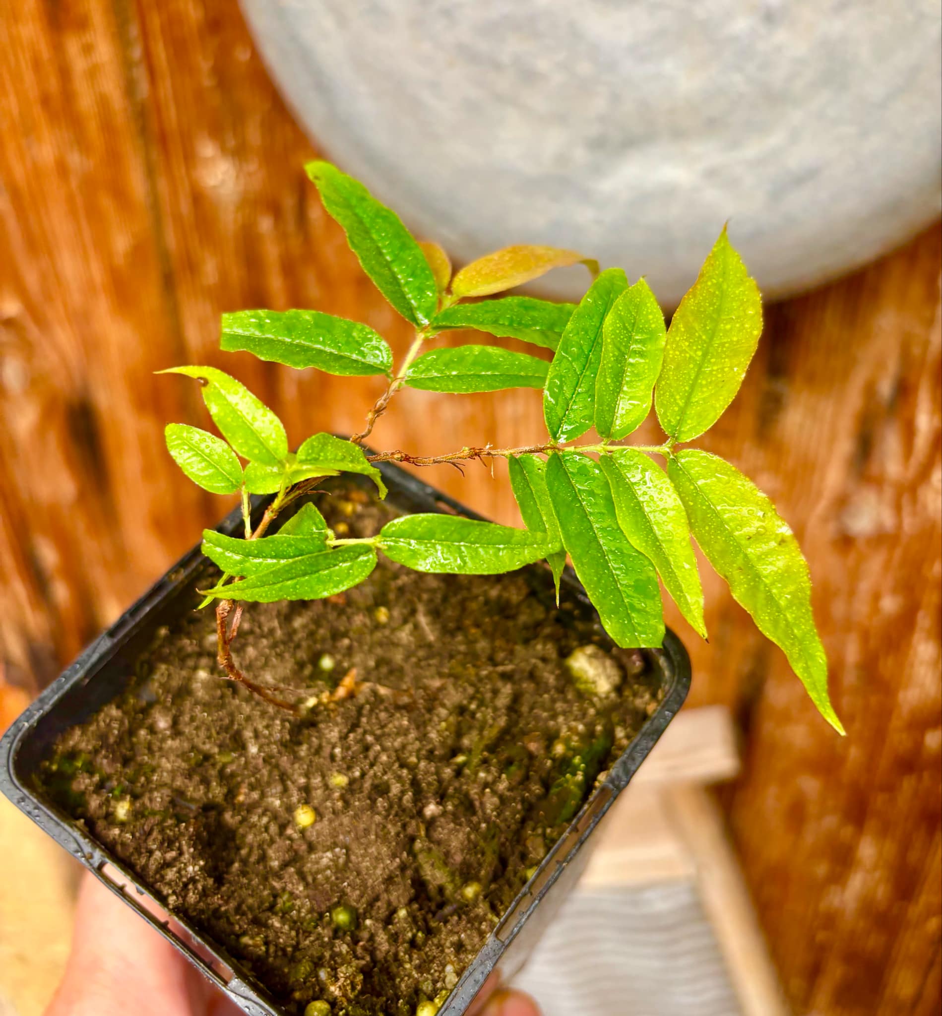 Plinia spiritosantensis var. Mucuri Velvet - 1 potted plant/ 1 getopfte Pflanze