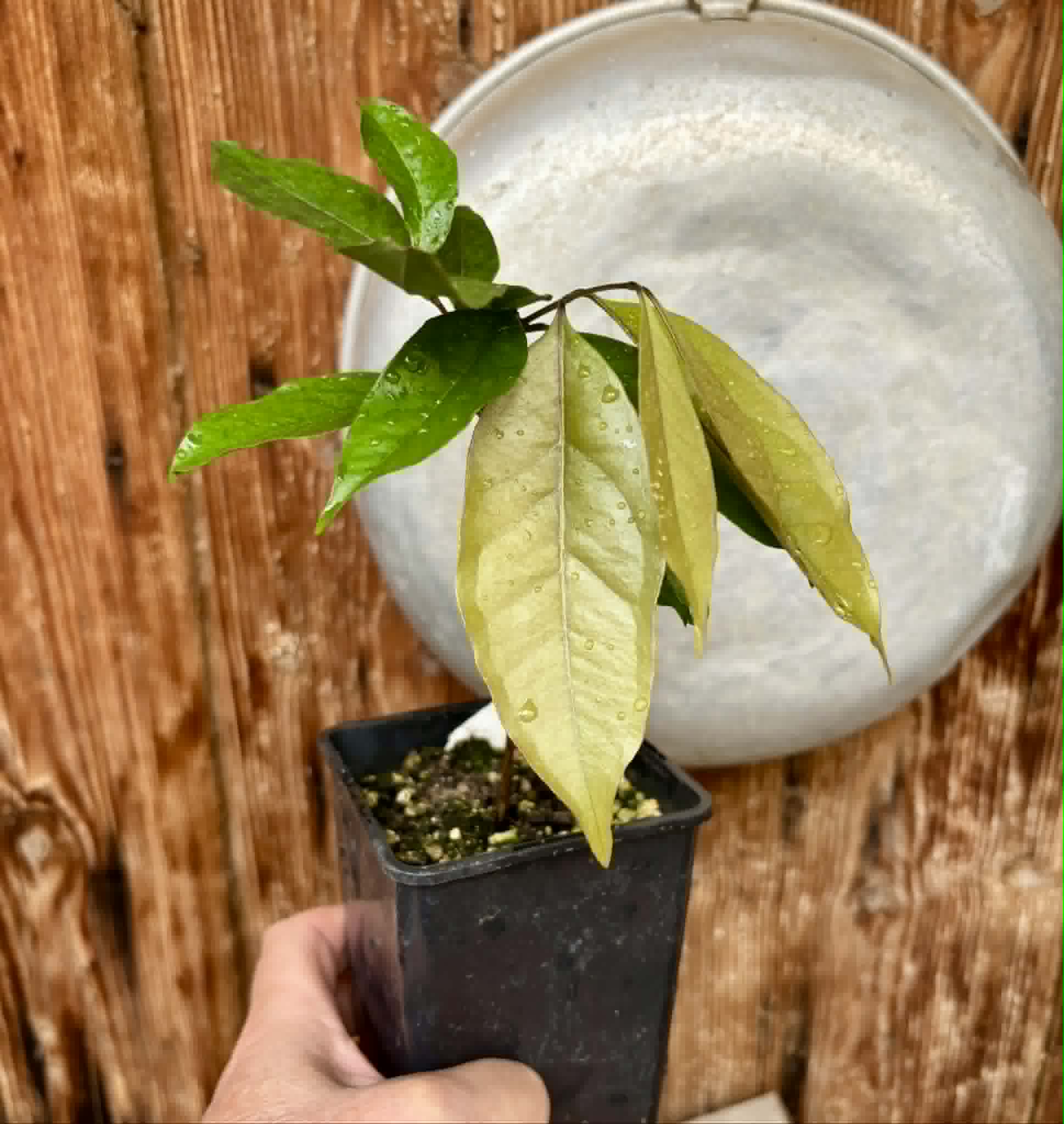 Eugenia sp Belmonte -  1 potted seedling / 1 getopfter Sämling