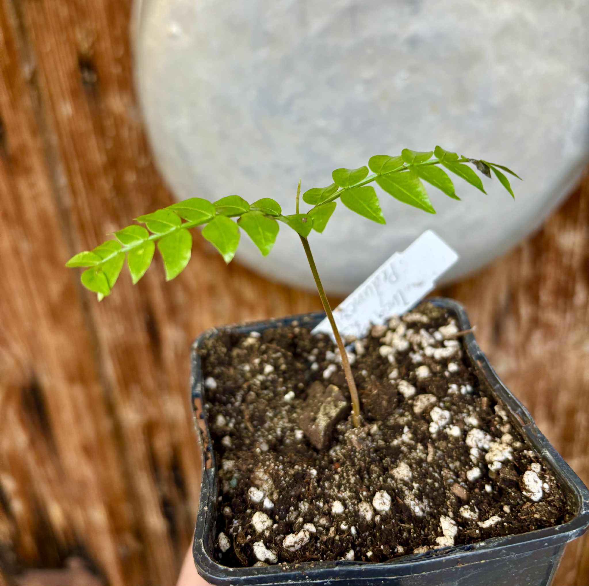 Inga aff. Pedunculata  - 1 potted seedling / 1 getopfter Sämling