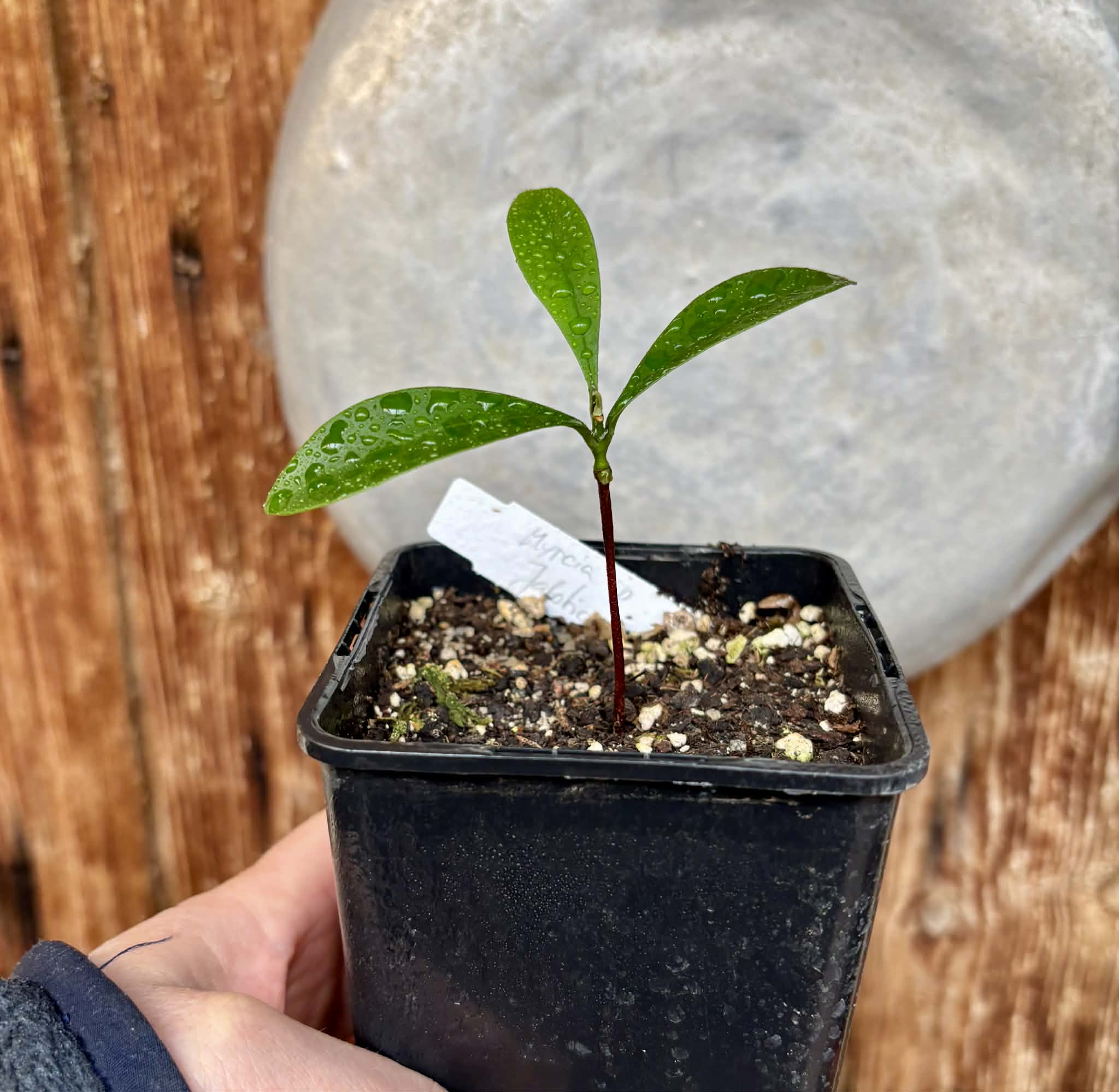 Myrcia sp Jaboticaba Bahia -  1 potted seedling / 1 getopfter Sämling