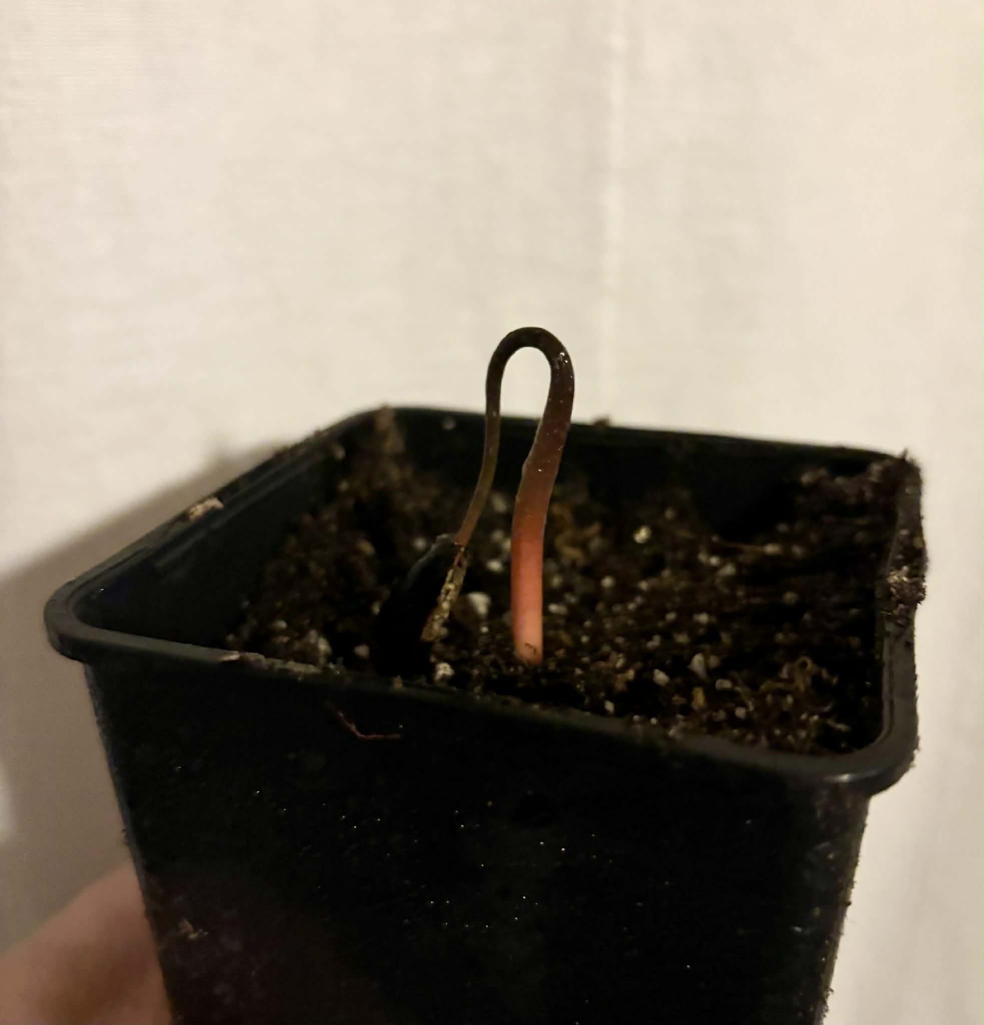 Annona salzmannii - 1 potted seedling / 1 getopfter Sämling