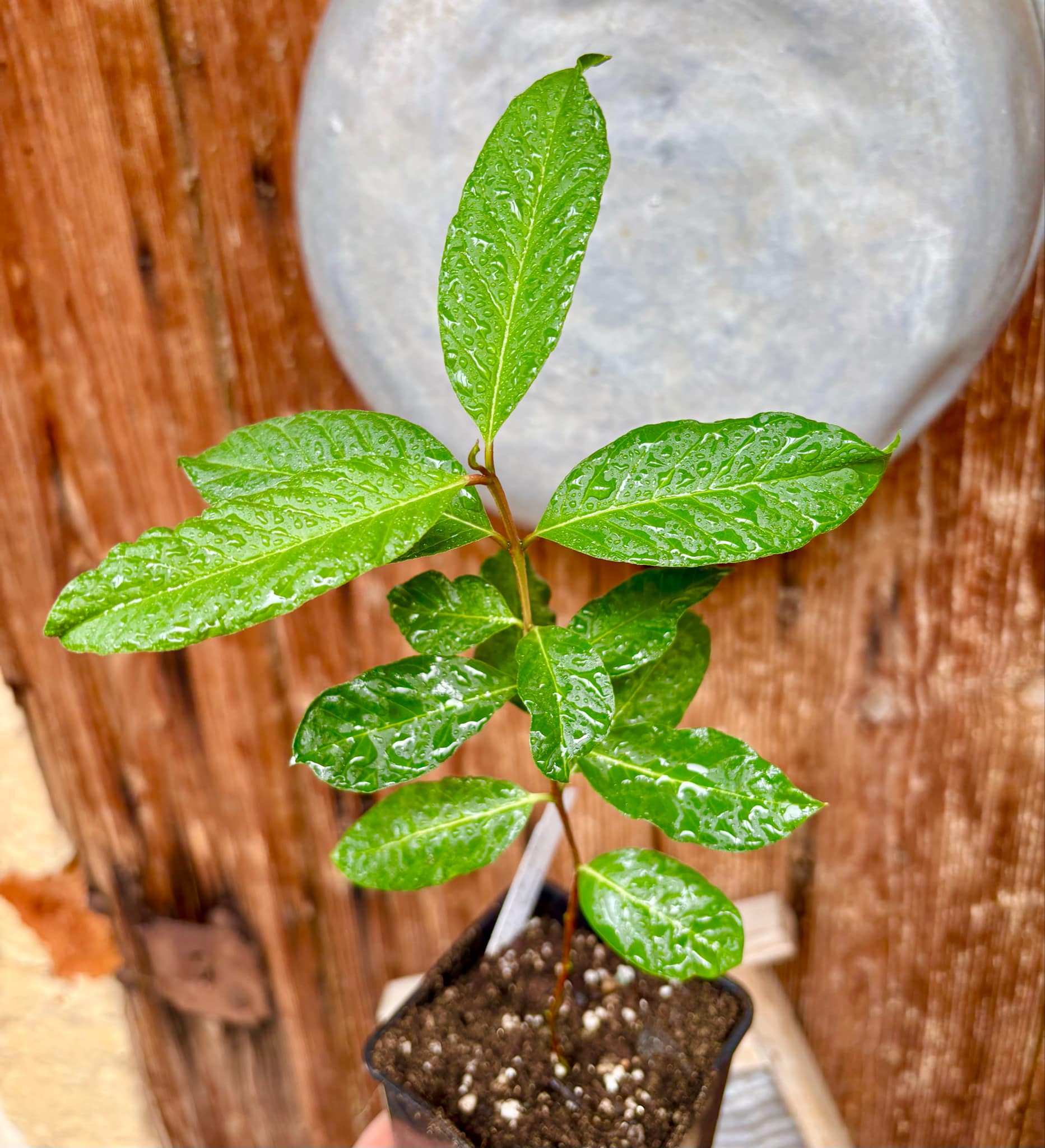 Giant White Thai Guava - semi seedless (Psidium guajava)  - 1 potted plant / 1 getopfte Pflanze