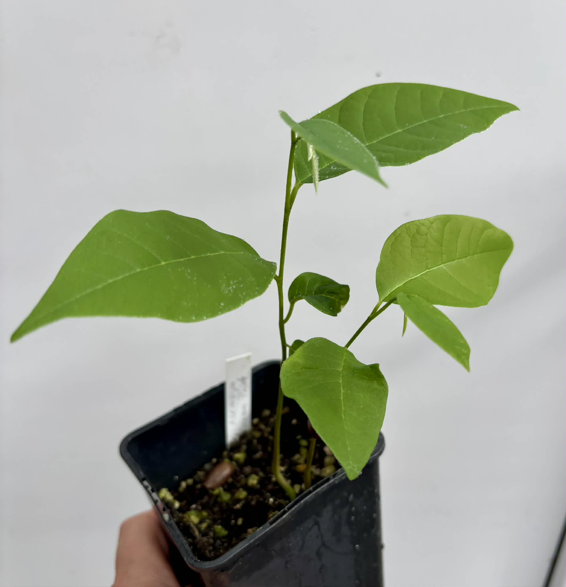 2 in 1 pot - Atemoya African Pride - 2 seedlings in one pot / 2 Sämlinge in einem Topf