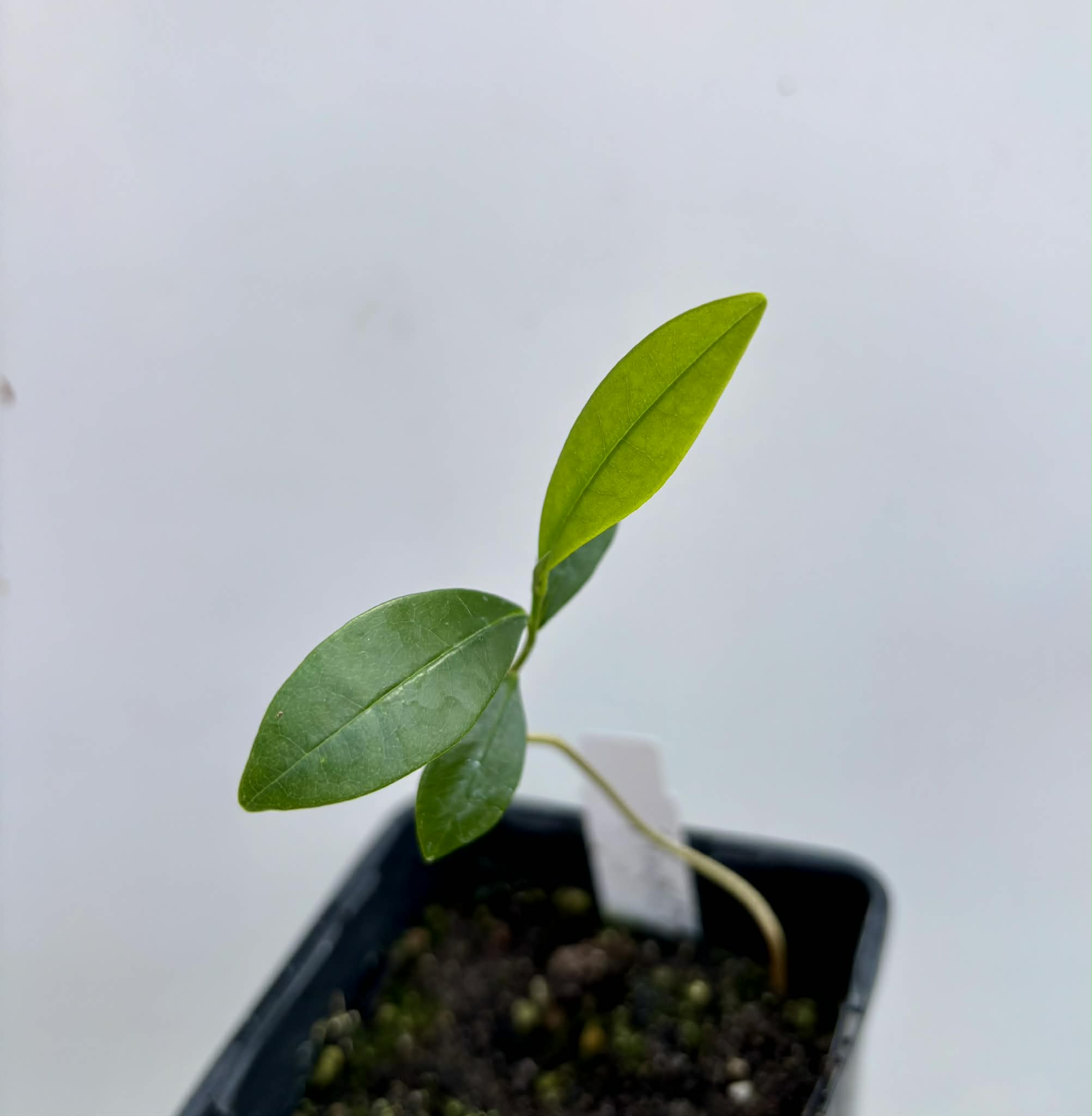 Duguetia lanceolata - Pindaiba - 1 potted seedling / 1 getopfter Sämling