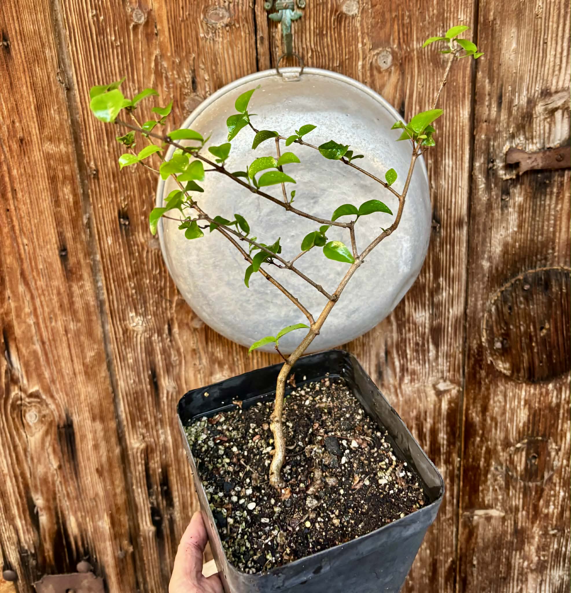 Eugenia uniflora var. Colombia - 1 potted plant / 1 getopfte Pflanze