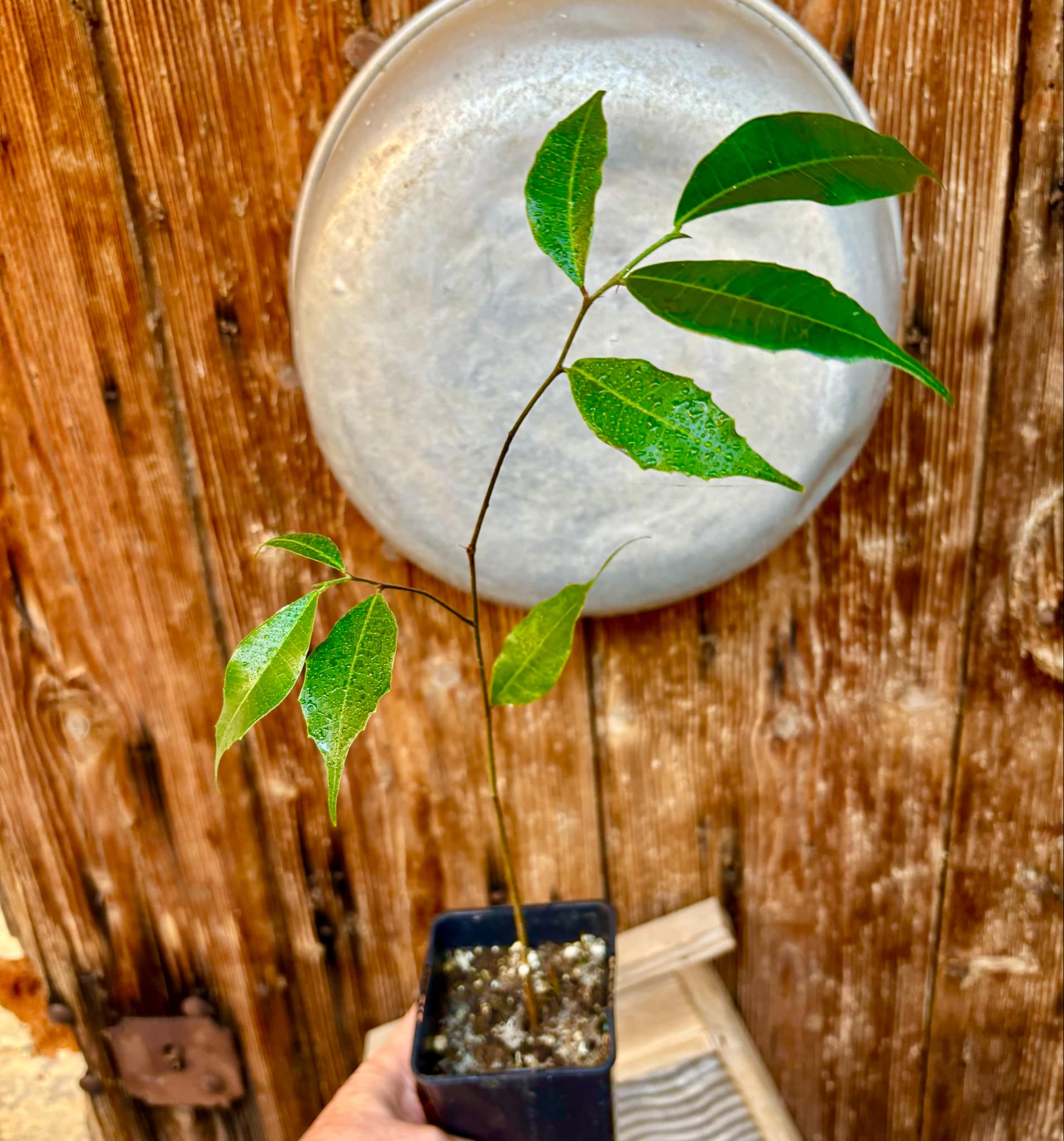 Brosimum alicastrum - Maya nut / Maya Nuss - 1 potted plant / 1 getopfte Pflanze