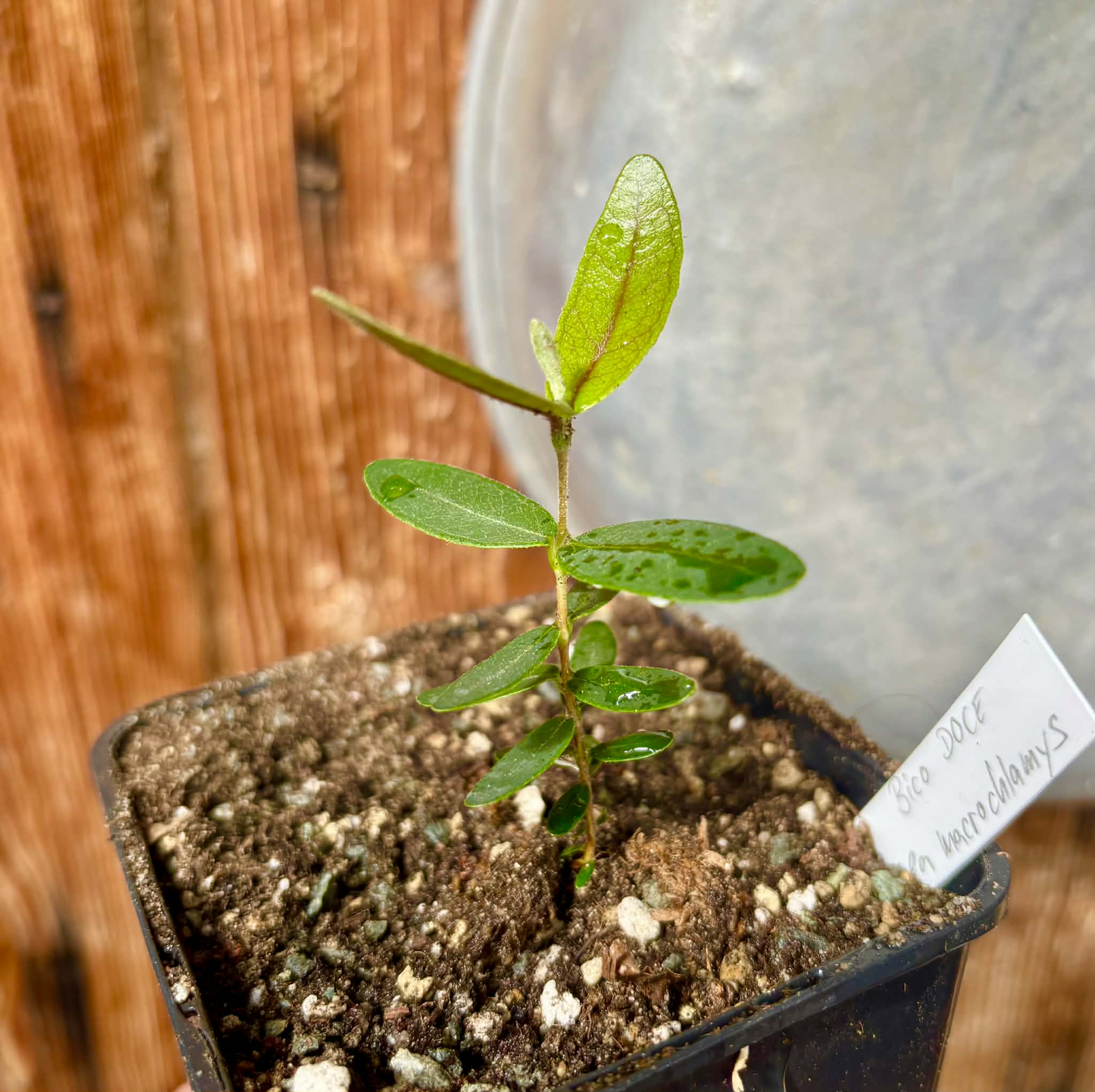 Bico Doce (Algrizea macrochlamys)  - 1 potted plant / 1 getopfte Pflanze