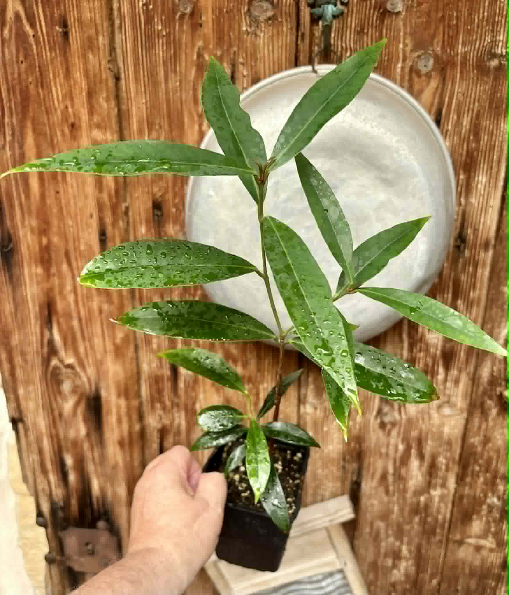 Eugenia sp Jambo da Mata -  1  potted seedling / 1 getopfter Sämling