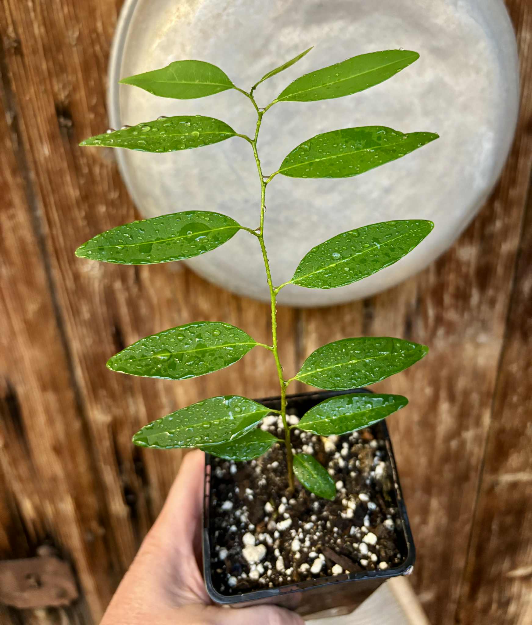 Annona emarginata - 1 potted plant / 1 getopfte Pflanze 