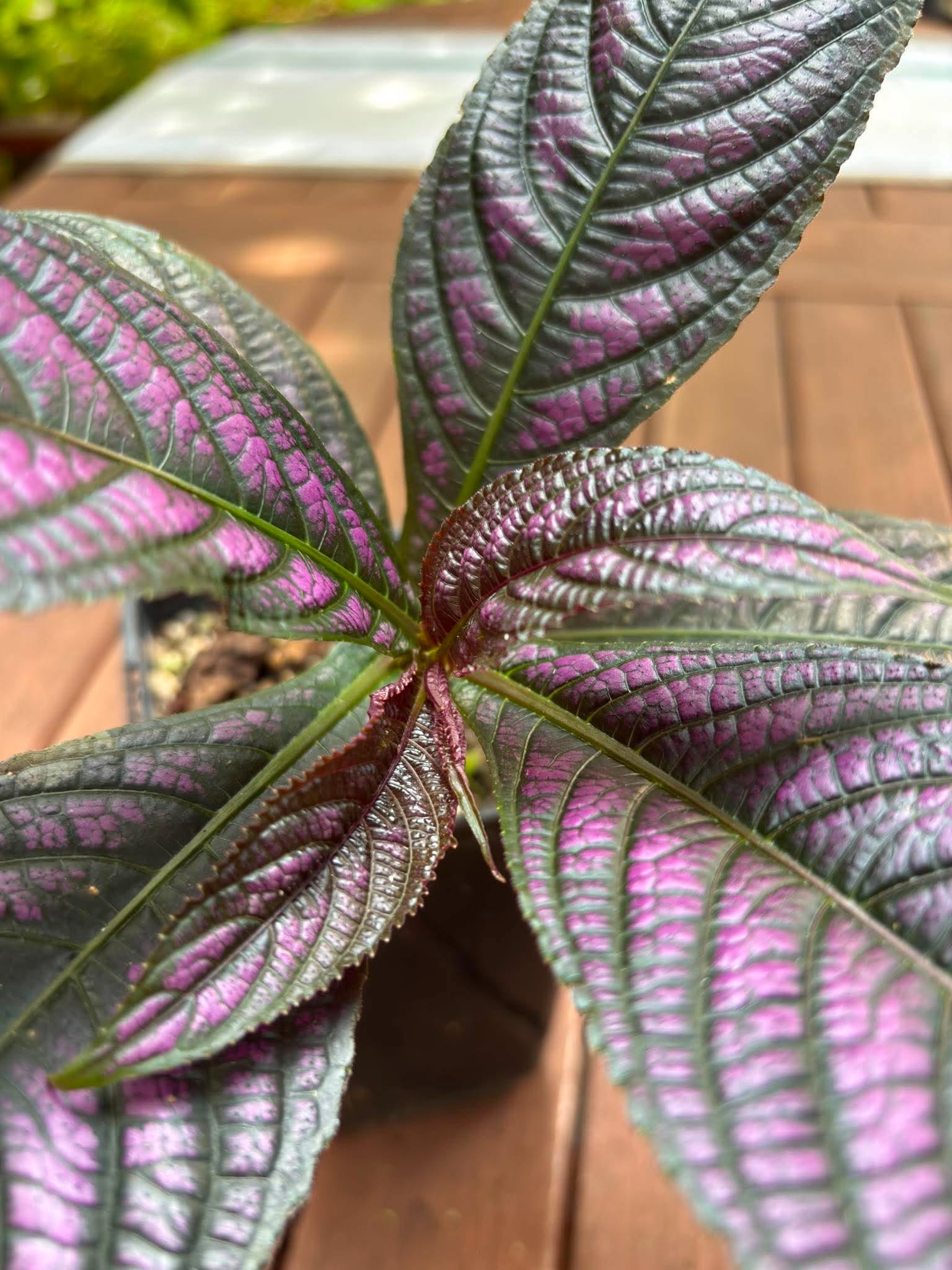 Persian shild - (Strobilanthes dyeriana) - 1 potted plant / 1 getopfte Pflanze