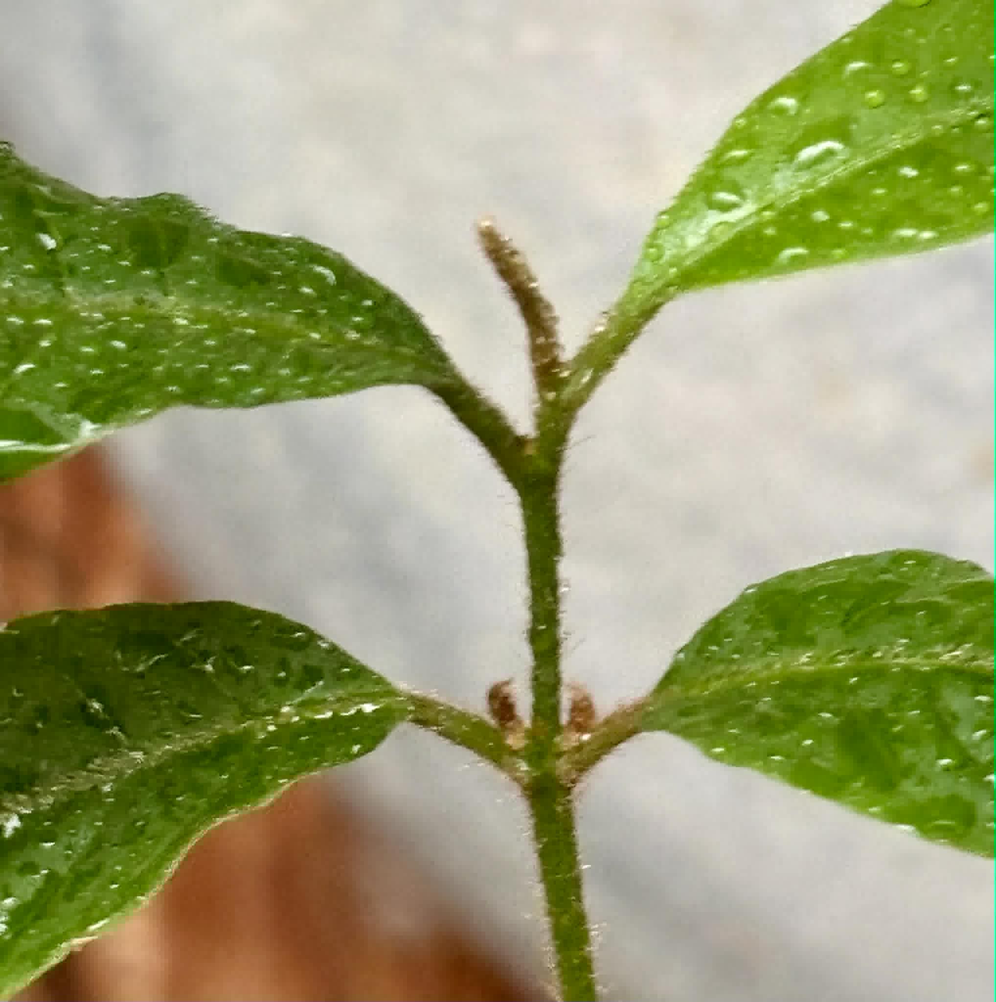 last plant - Goiapeba - Chrysophyllum sp Sao Joao - 1 potted seedling / 1 getopfter Sämling