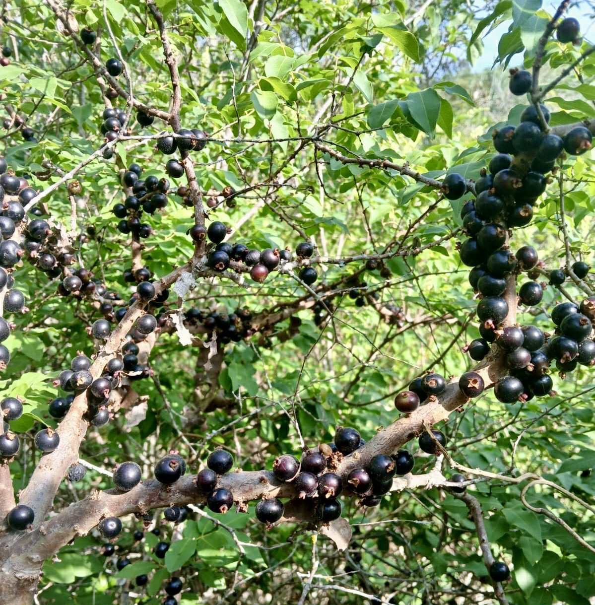 Jaboticaba de RAMA (Plinia sp) -  1 fresh seed / 1 frischer Samen