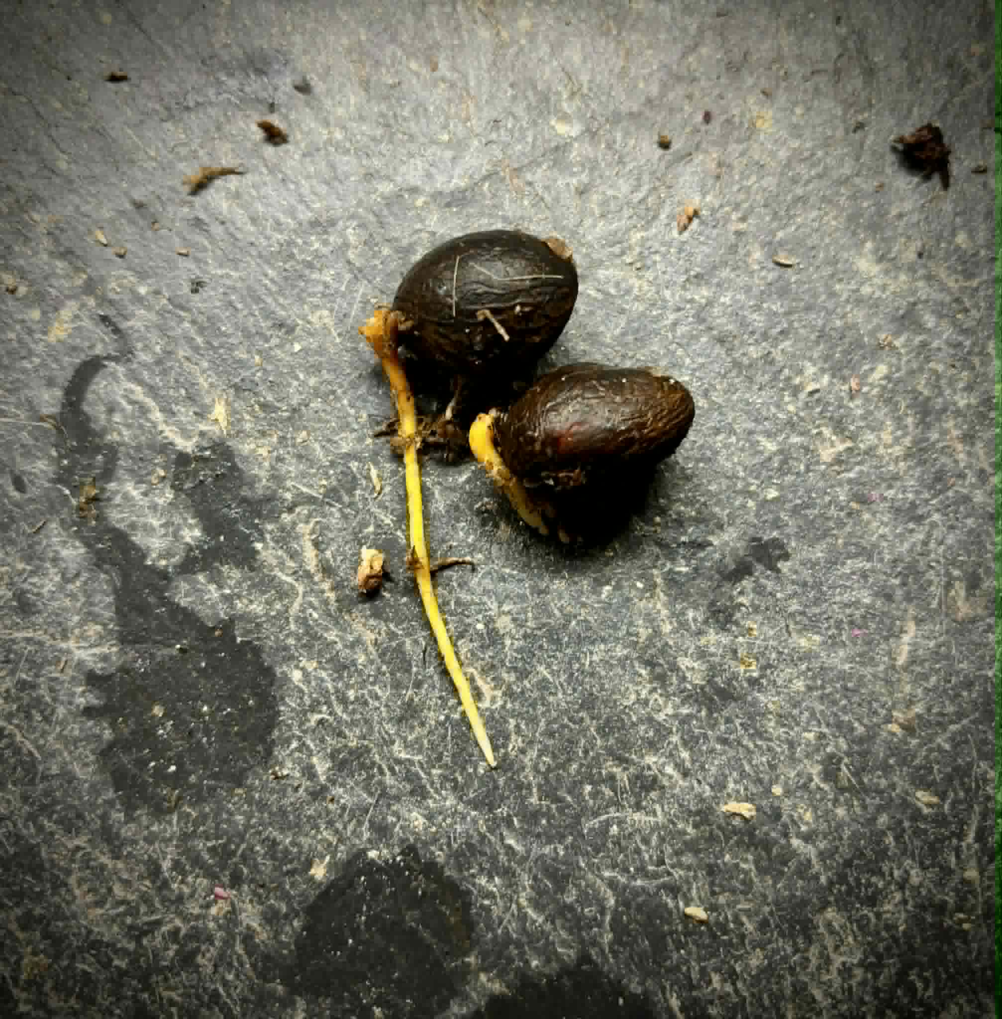 Gogo (Salacia macrophylla) - 1 germinated seed / 1 gekeimter Samen