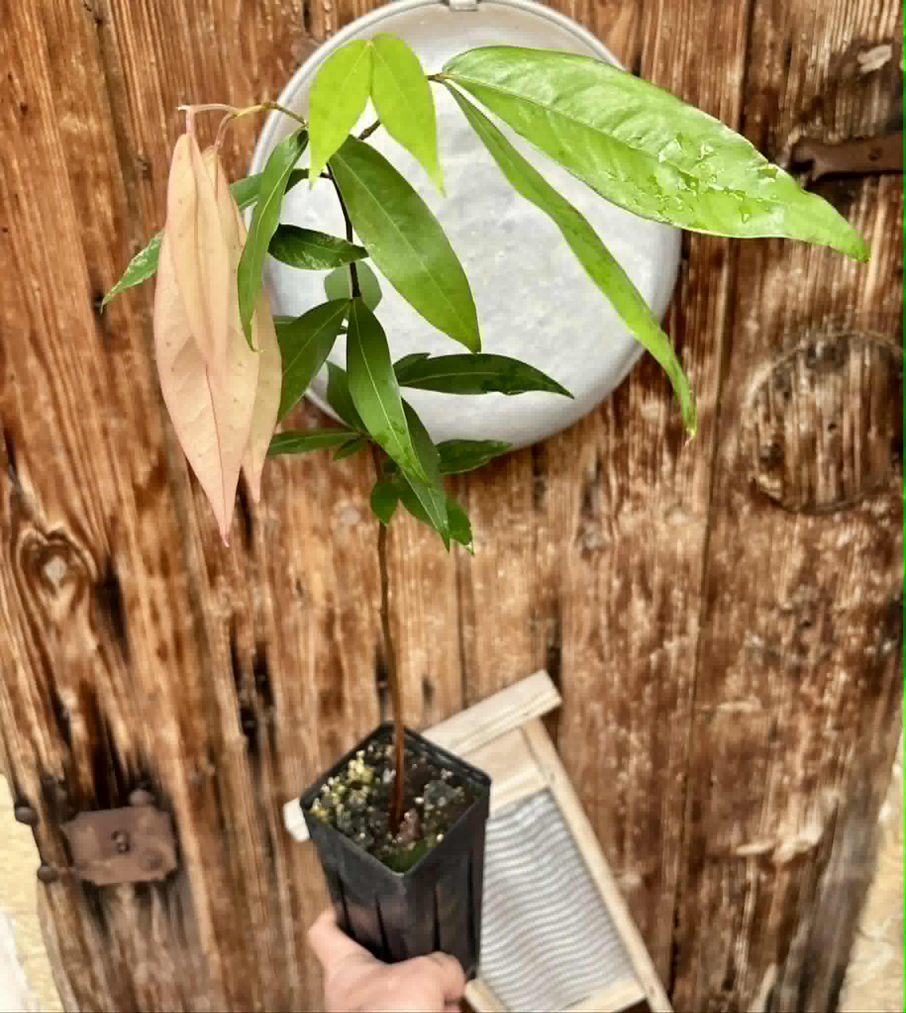 Cynometra malaccensis -  1 potted plant / 1 getopfte Pflanze