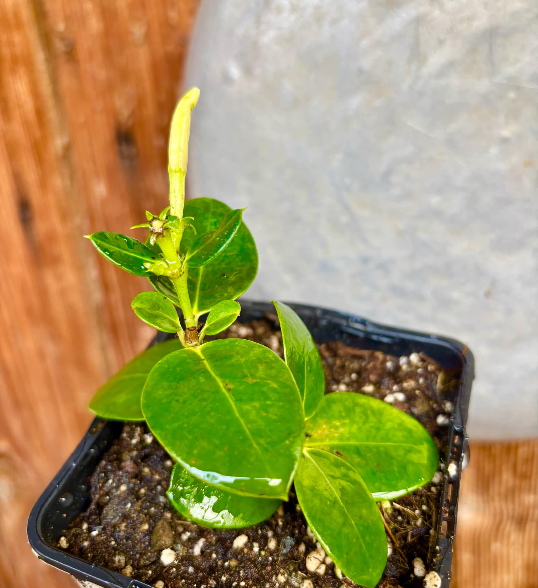 with flowers - Carissa macrocarpa - Natal Plum - rooted cutting - 1 potted rooted cutting / 1 getopfter, bewurzelter Steckling