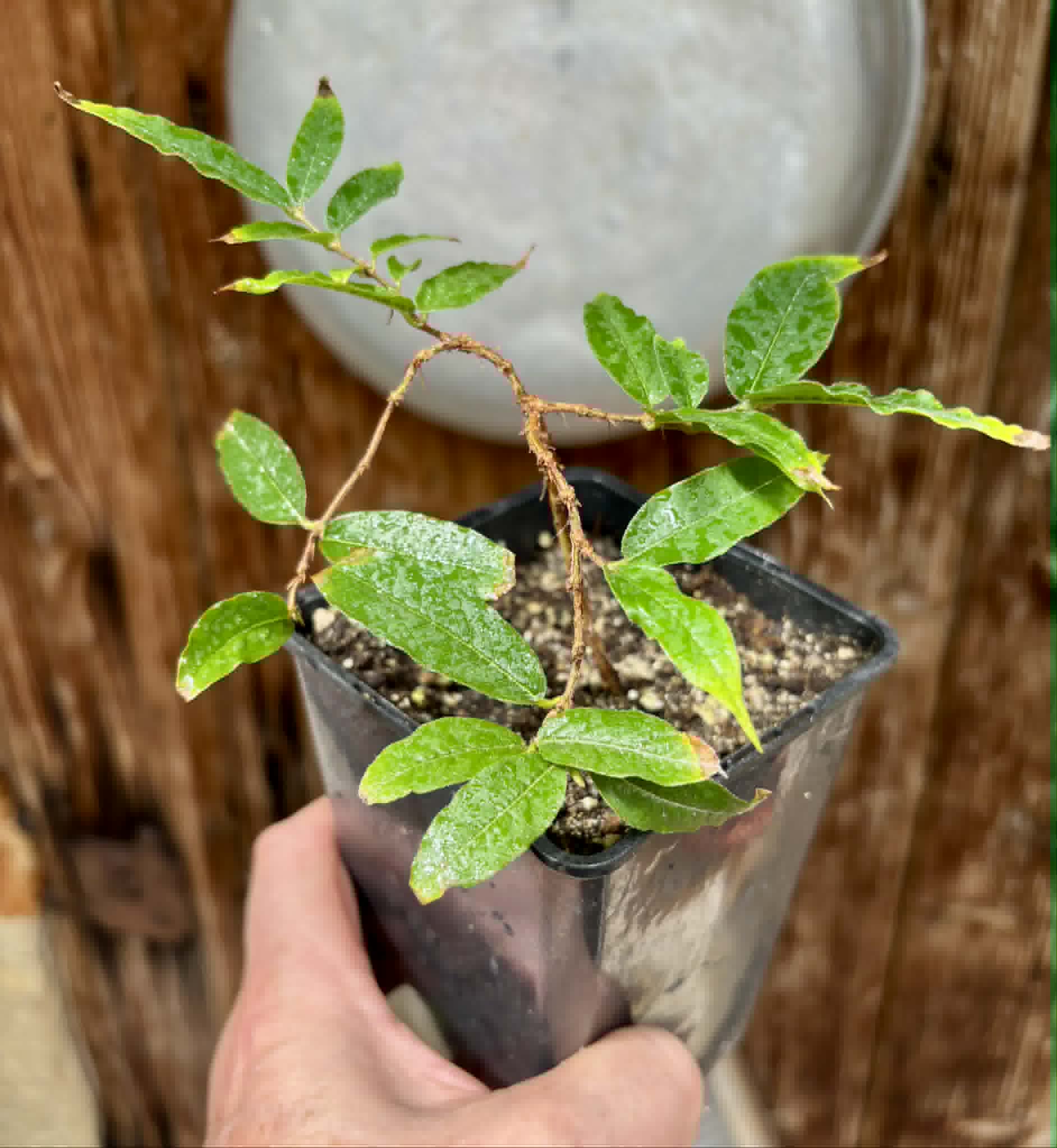 Plinia sp Giant Piray Argentina - 1 potted plant / 1 getopfte Pflanze