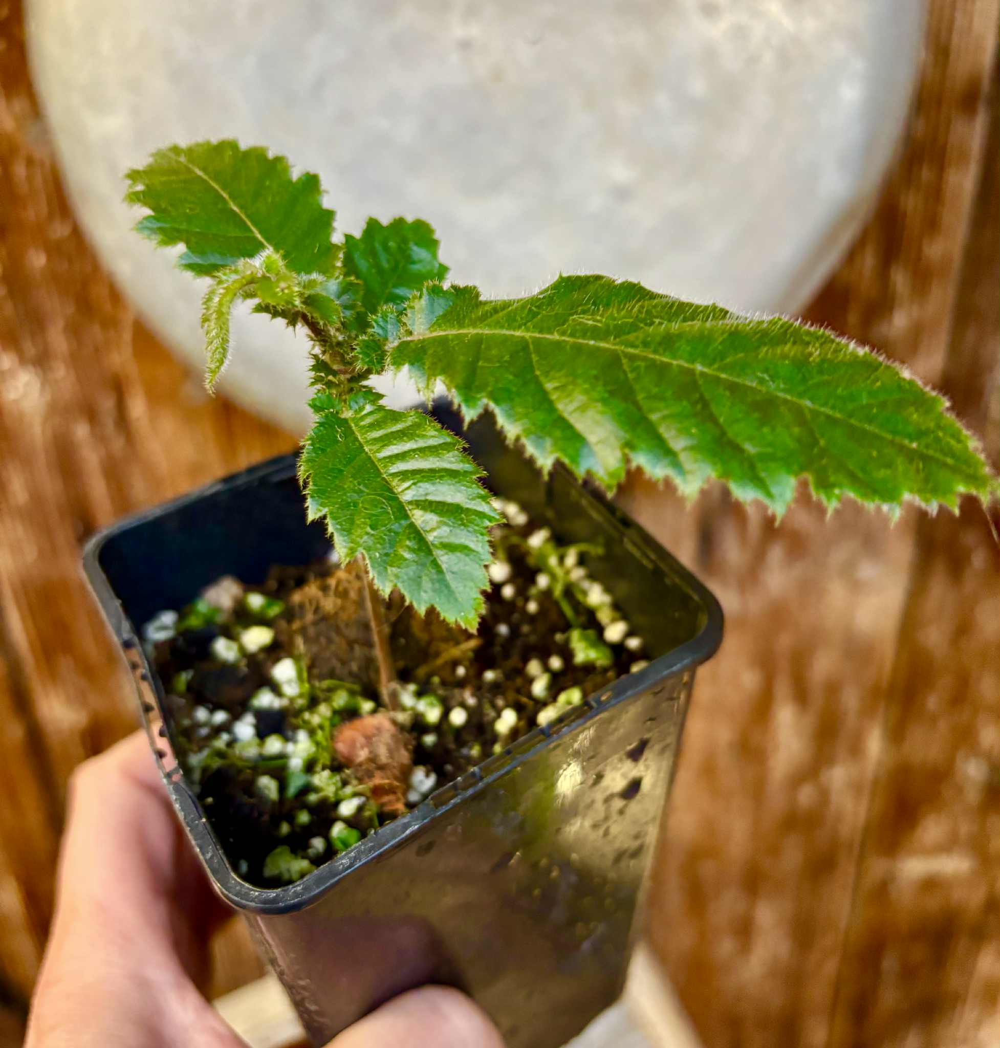 Davidson Plum (Davidsonia jerseyana) - 1 potted plant / 1 getopfte Pflanze