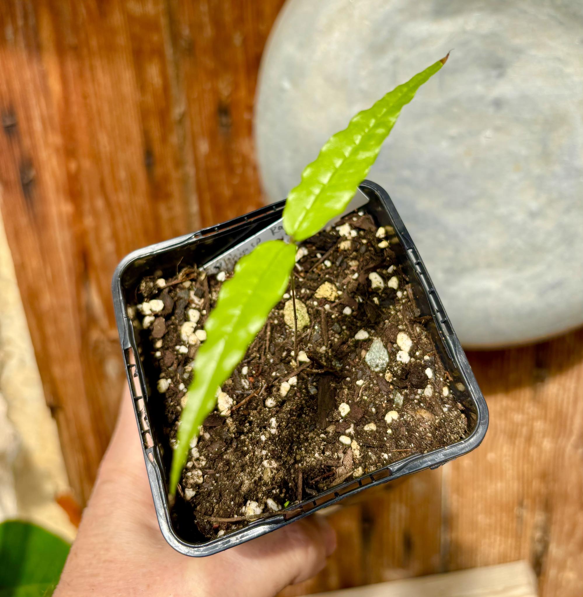 Jaboticaba - Plinia sp Rajada Cabo longo verde - 1 small potted seedling / 1 kleiner, getopfter Sämling Jaboticaba - Plinia sp Rajada Cabo longo verde - 1 small potted seedling / 1 kleiner, getopfter Sämling