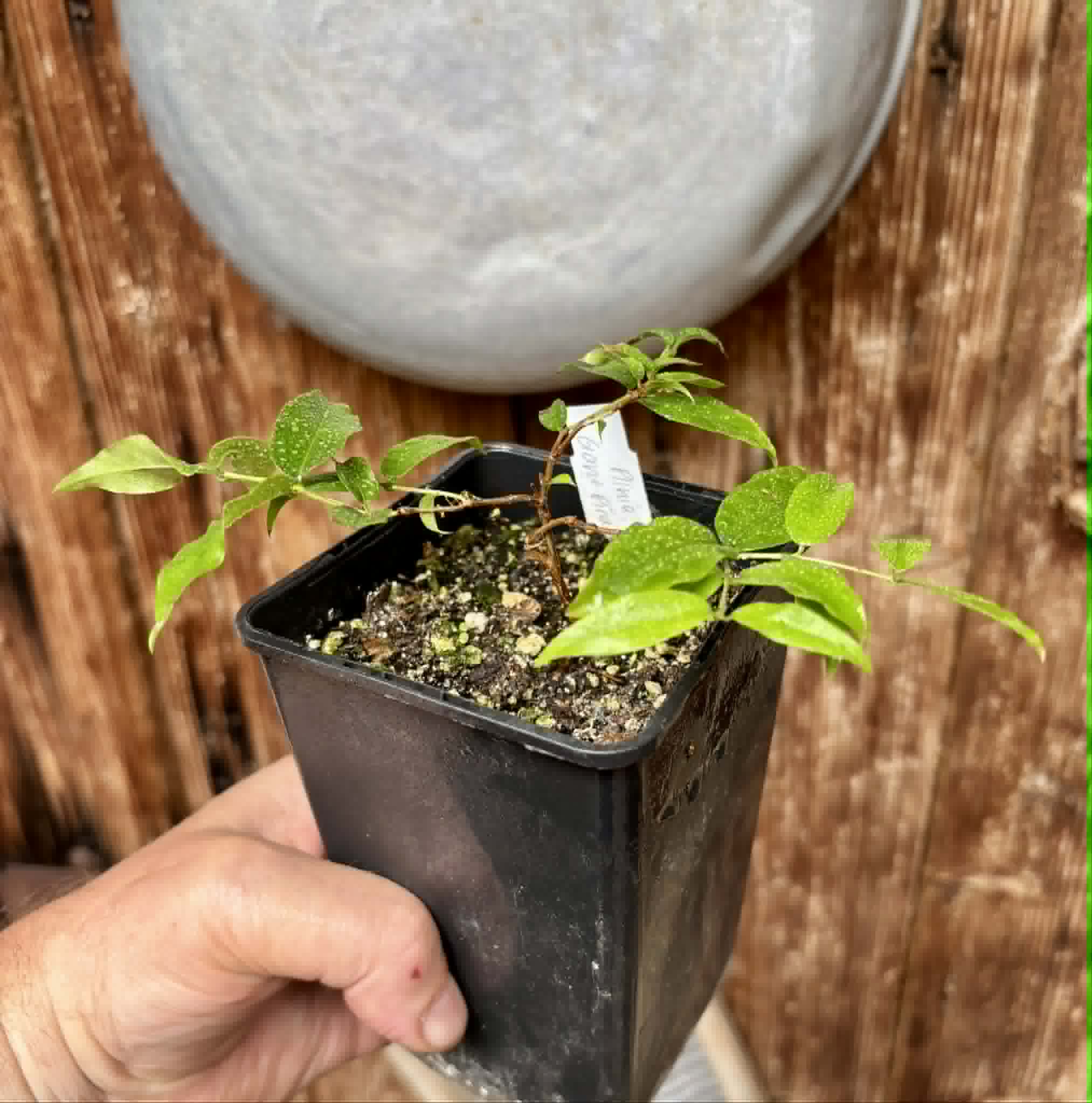 Plinia sp Giant Piray Argentina - 1 potted plant / 1 getopfte Pflanze