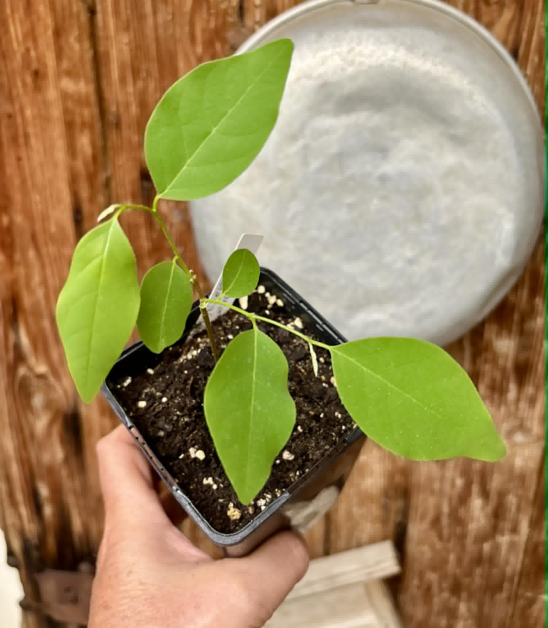 Annona emarginata - 1 potted plant / 1 getopfte Pflanze 