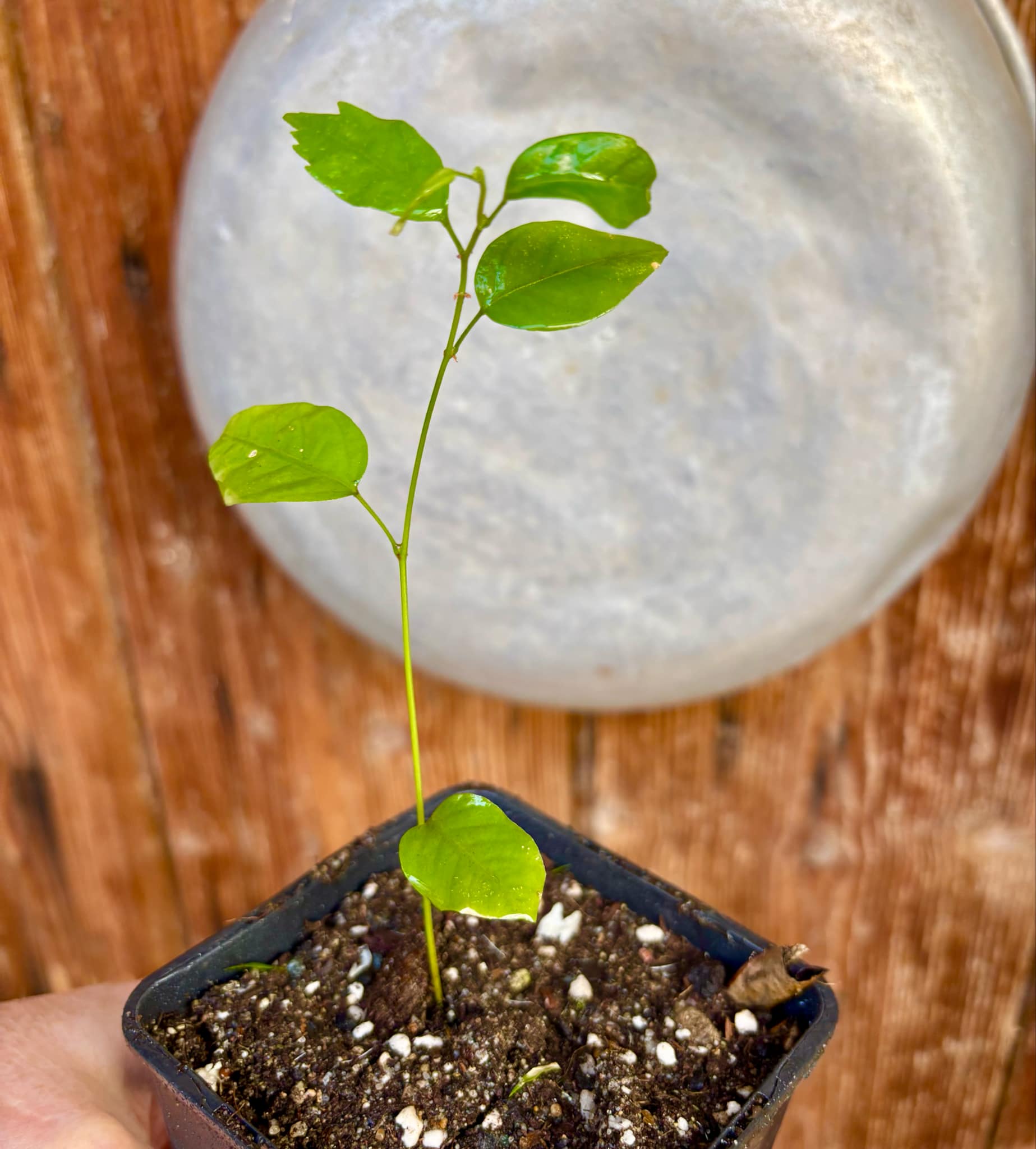 Guaraná (Paullinia cupana) - 1 small potted seedling / 1 kleiner, getopfter Sämling
