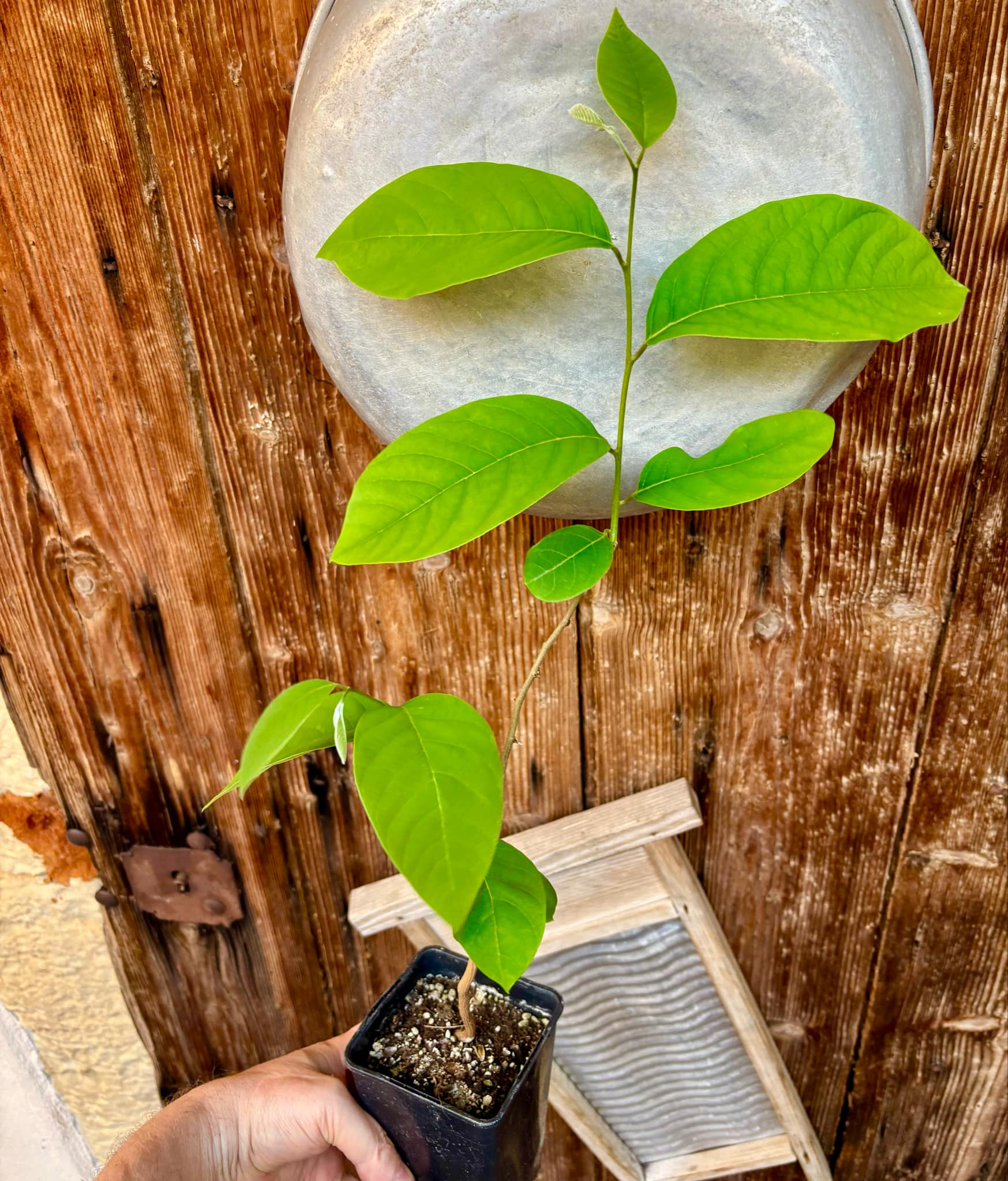 Cherimoya var. Fino de Jete (Annona cherimola) - 1 potted plant / 1 getopfte Pflanze