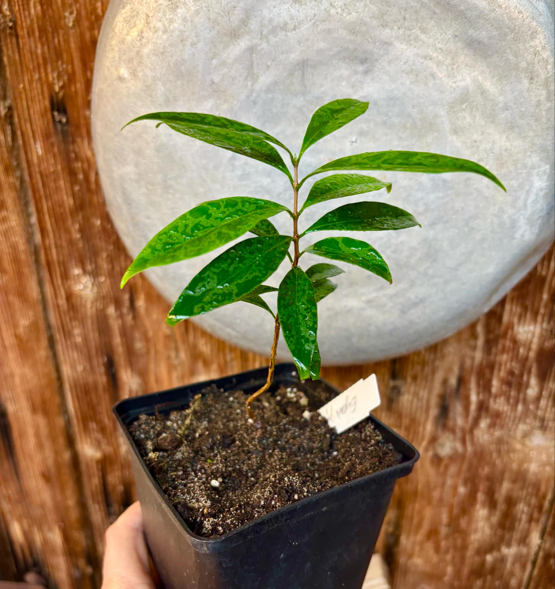 Eugenia punicifolia - 1 potted plant / 1 getopfte Pflanze