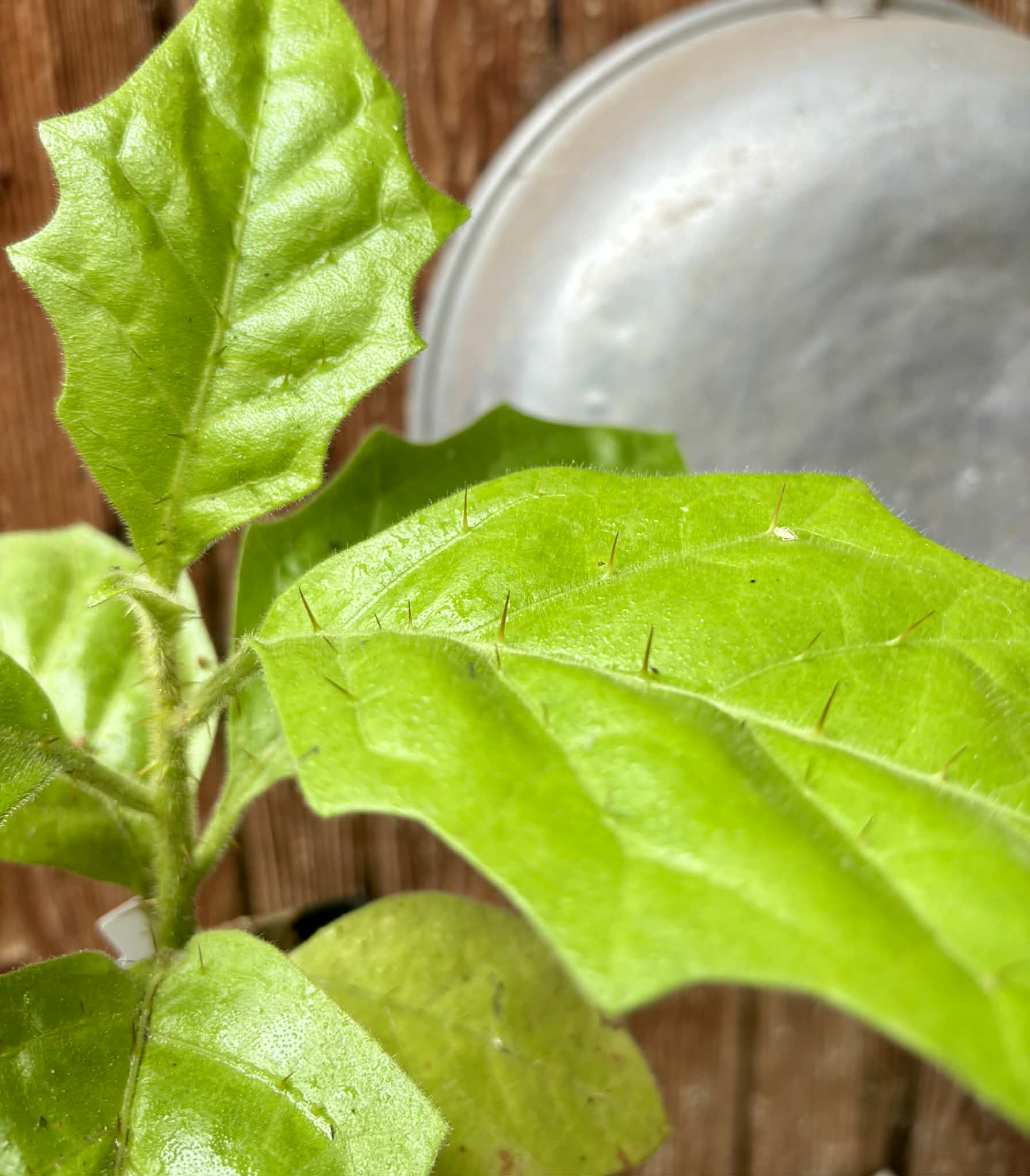 Solanum rumpincola - 1 potted seedling / 1 getopfter Sämling