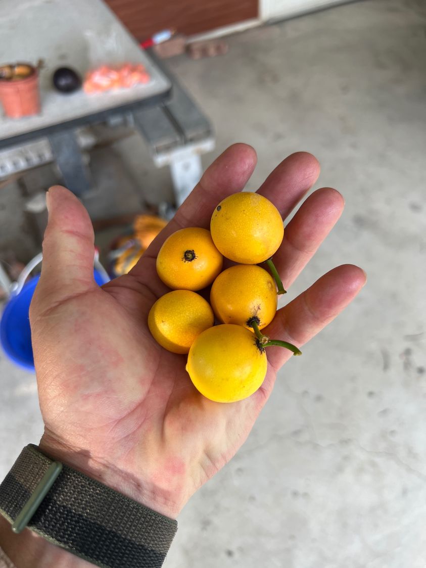 Garcinia brasiliensis - Bacupari -  1 fresh seed / 1 frischer Samen