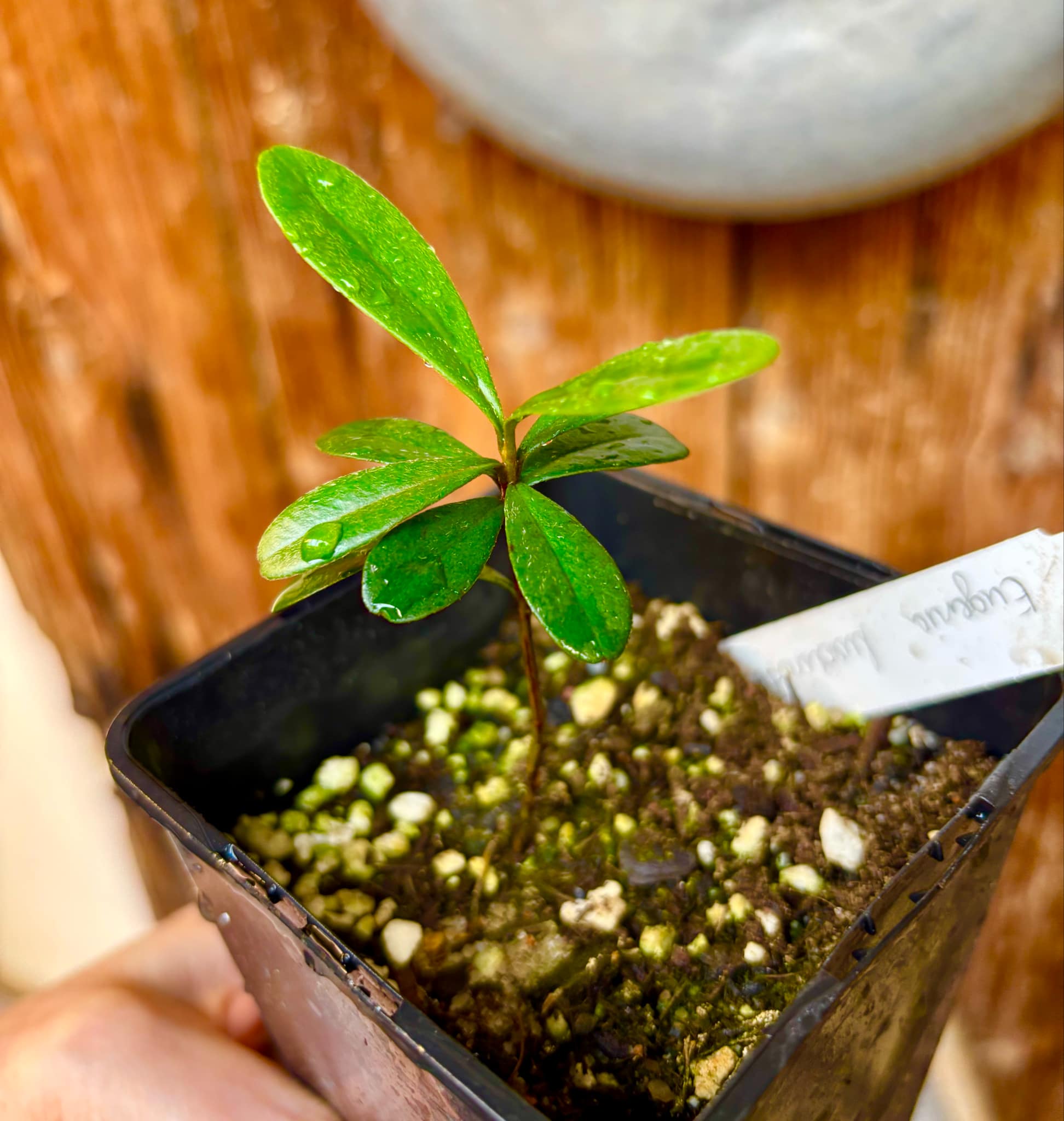 Pitomba (Eugenia luschnathiana) - 1 potted plant / 1 getopfte Pflanze