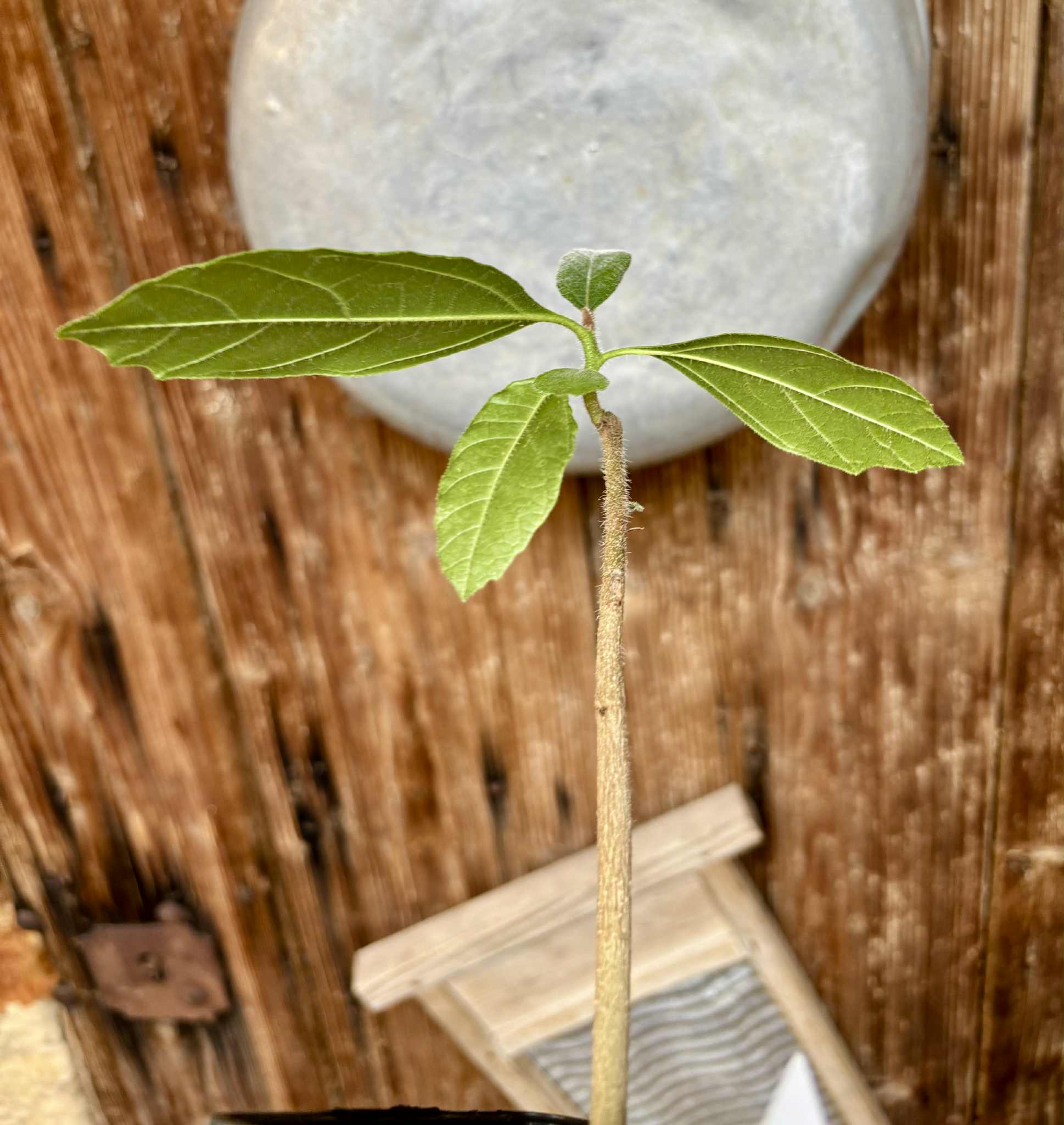 Zirikote (Cordia dodecandra) - 1 potted seedling / 1 getopfter Sämling
