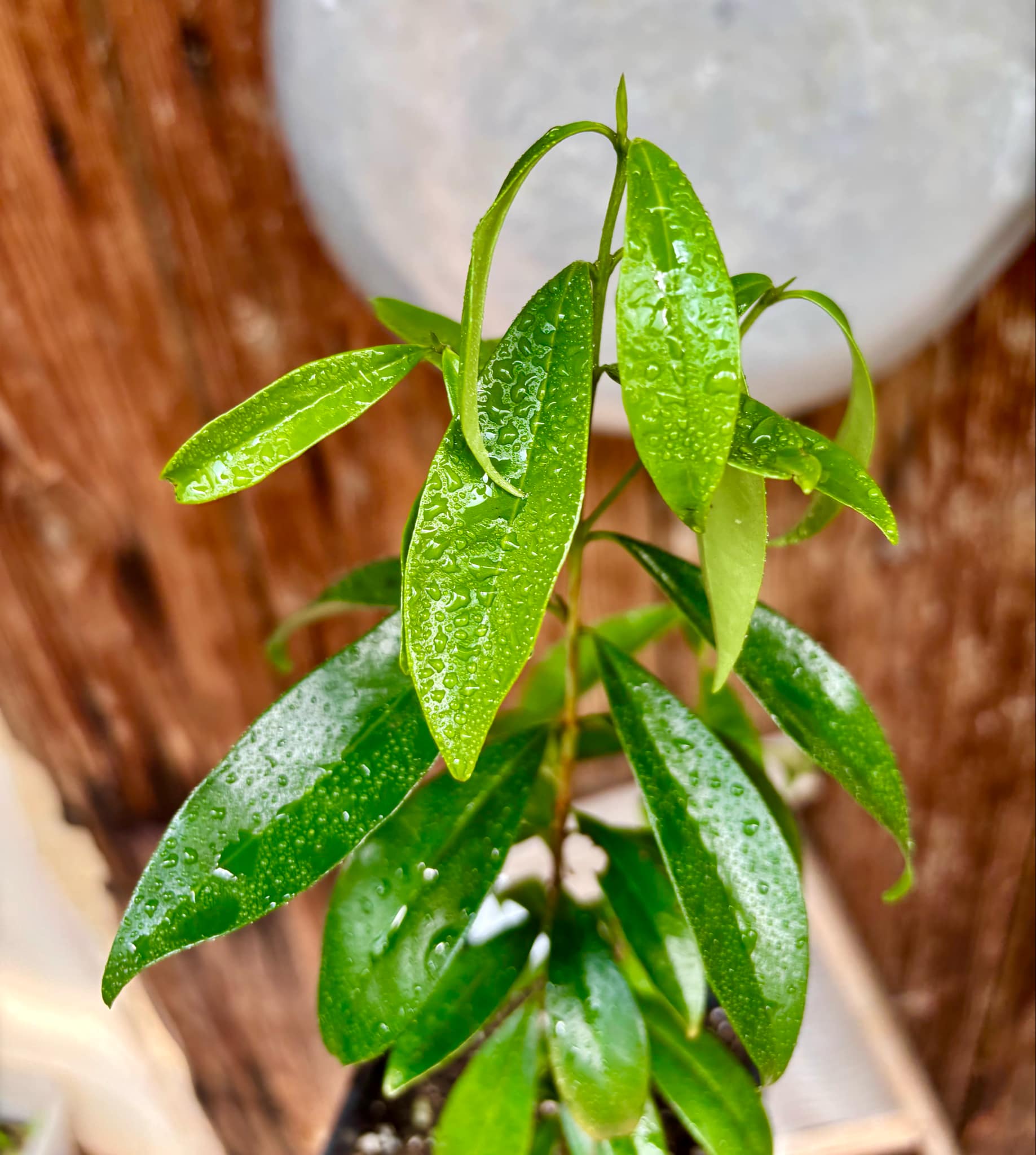 Eugenia involucrata var. Scarlet - 1 potted plant / 1 getopfte Pflanze