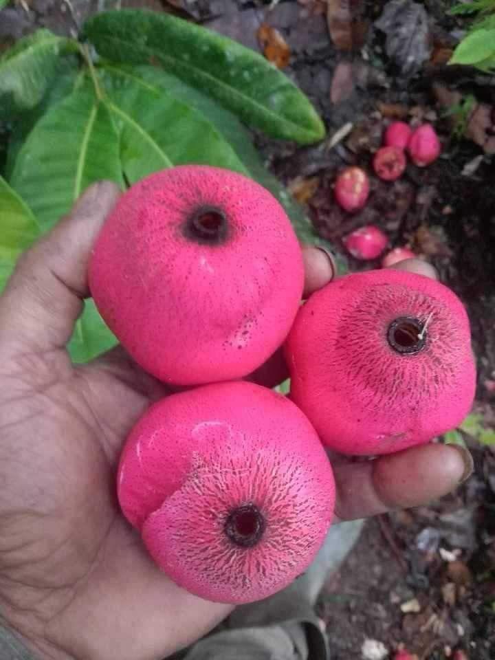 Pre Order - Syzygium versteegii - 1 fresh seed / 1 frischer Samen