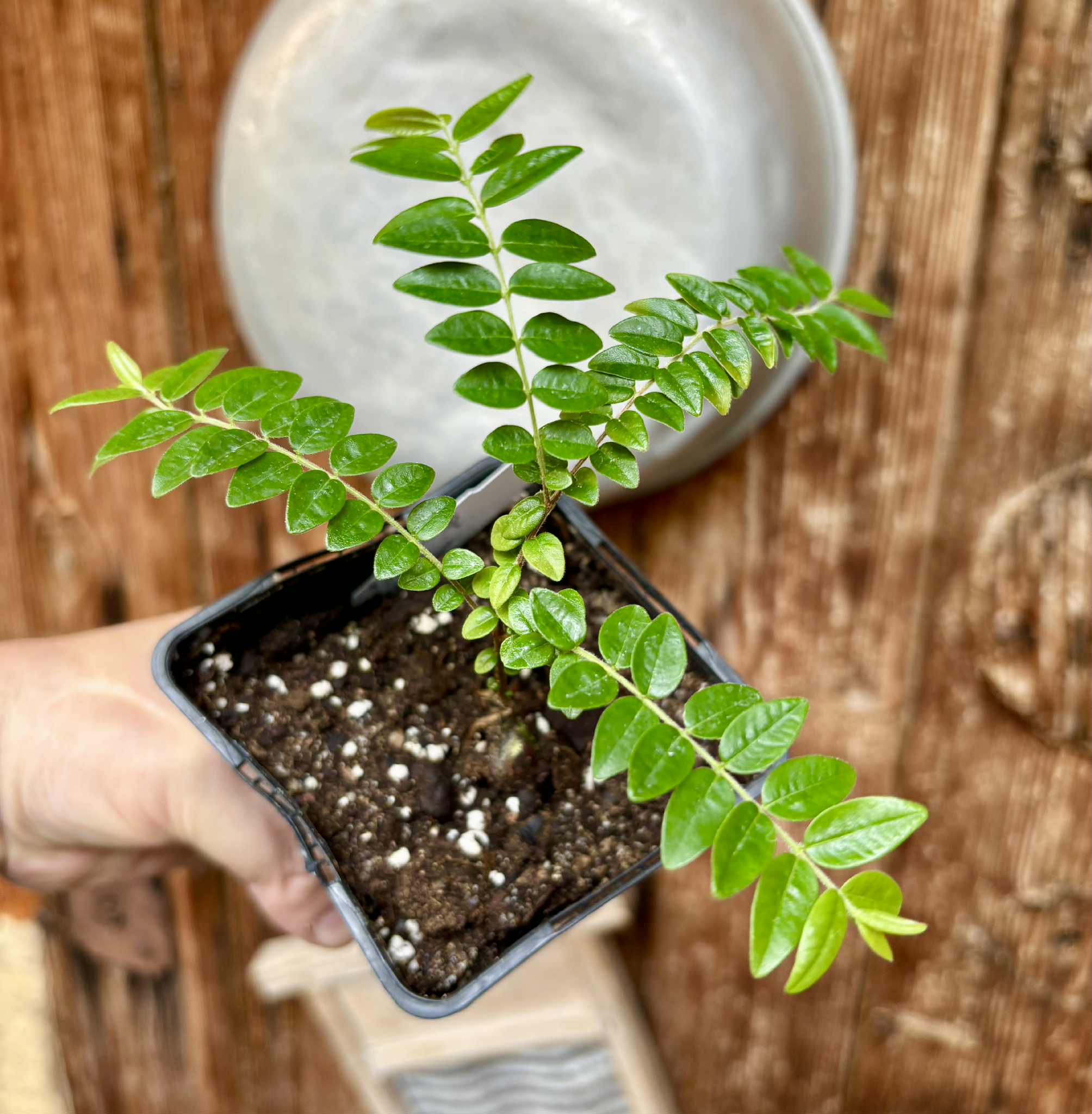 Myrciaria sp Pastora - 1 potted seedling / 1 getopfter Sämling