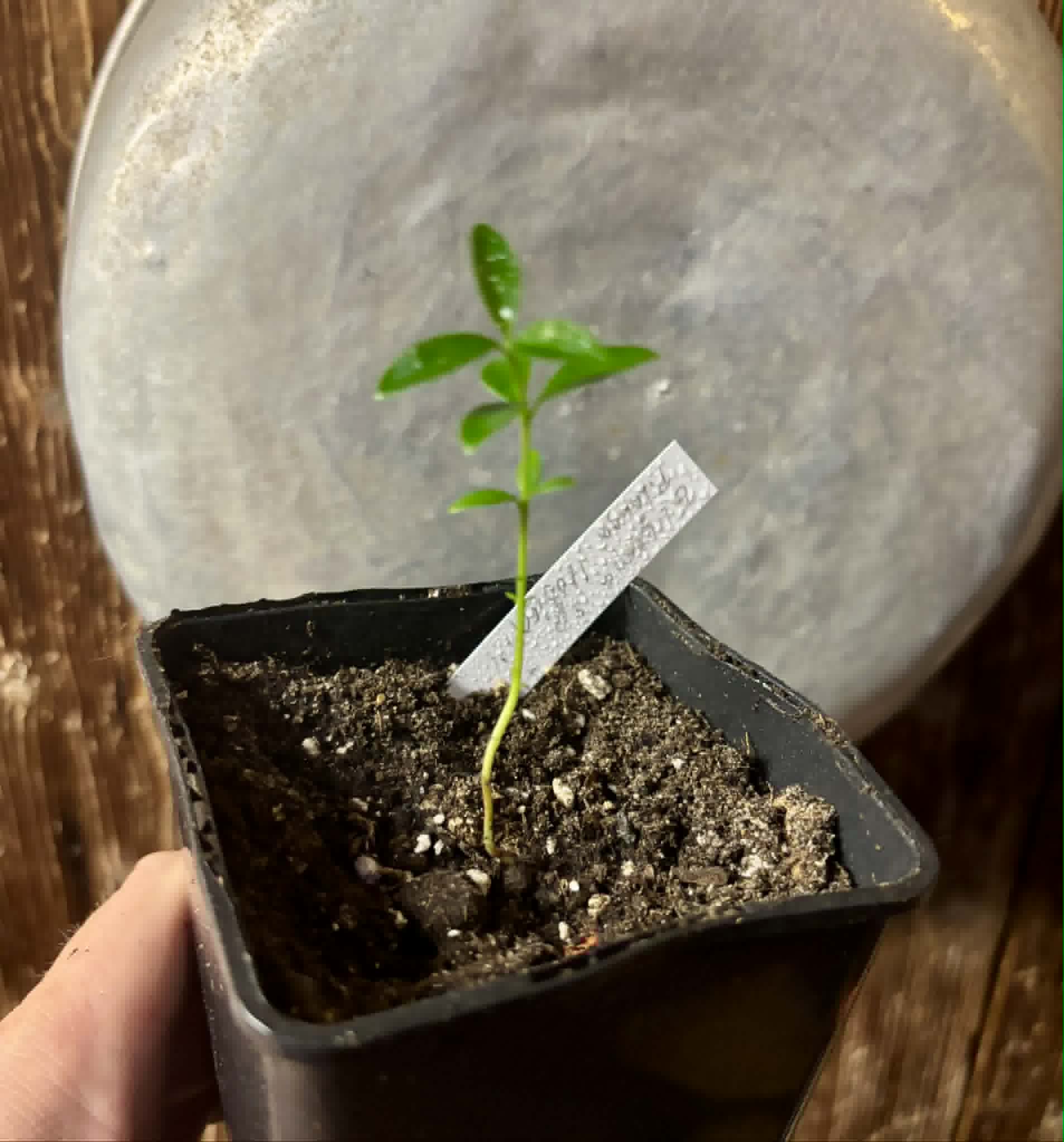 Eugenia sp. Pitanga Itobira -  1 potted seedling / 1 getopfter Sämling